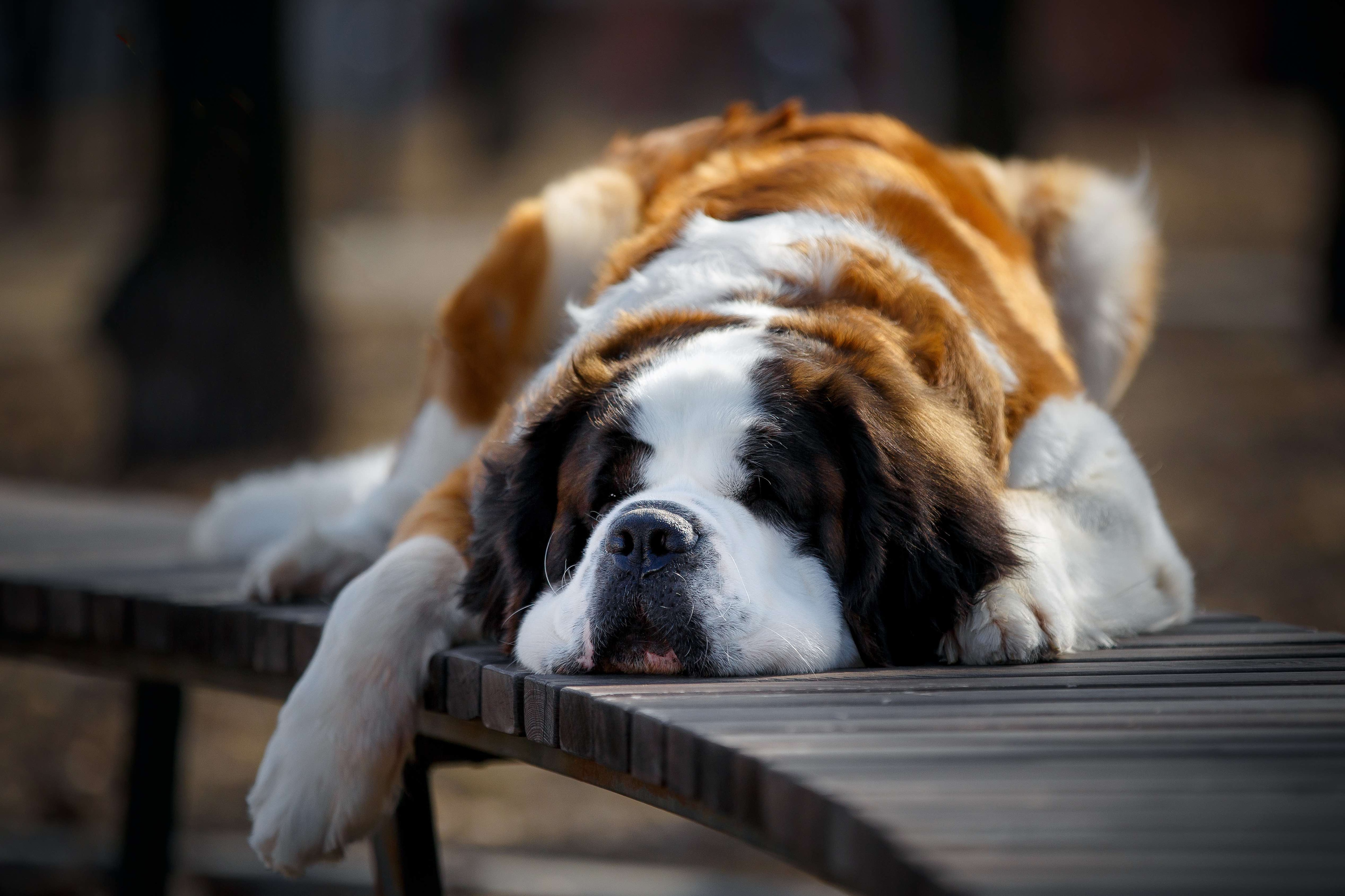 saint bernard sleeping on a bench outside