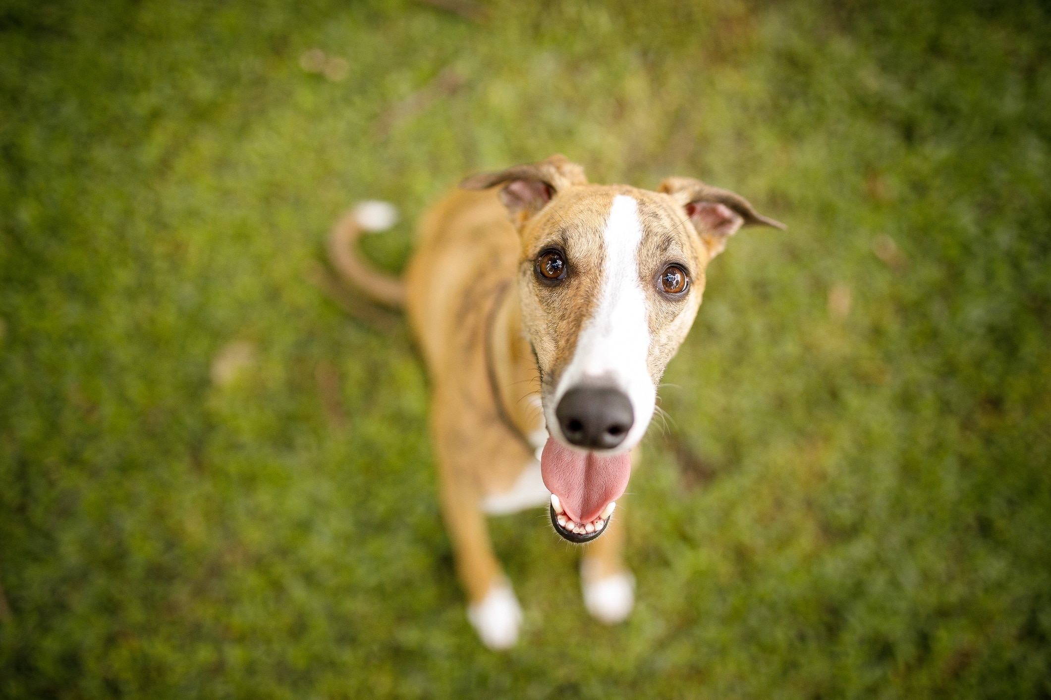 white and brown brindle whippet looking up at the camera