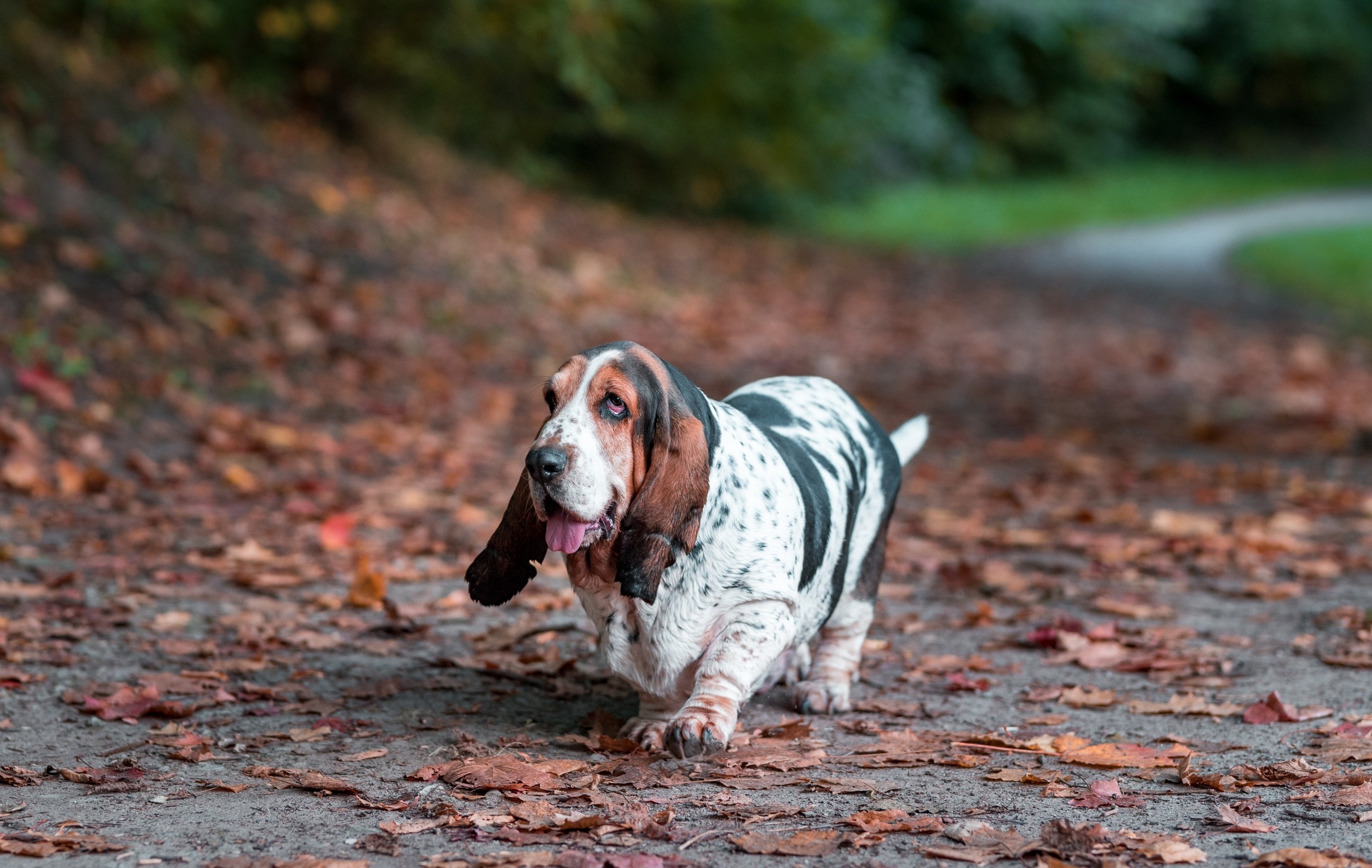 tricolor basset hound walking down an autumn walkway