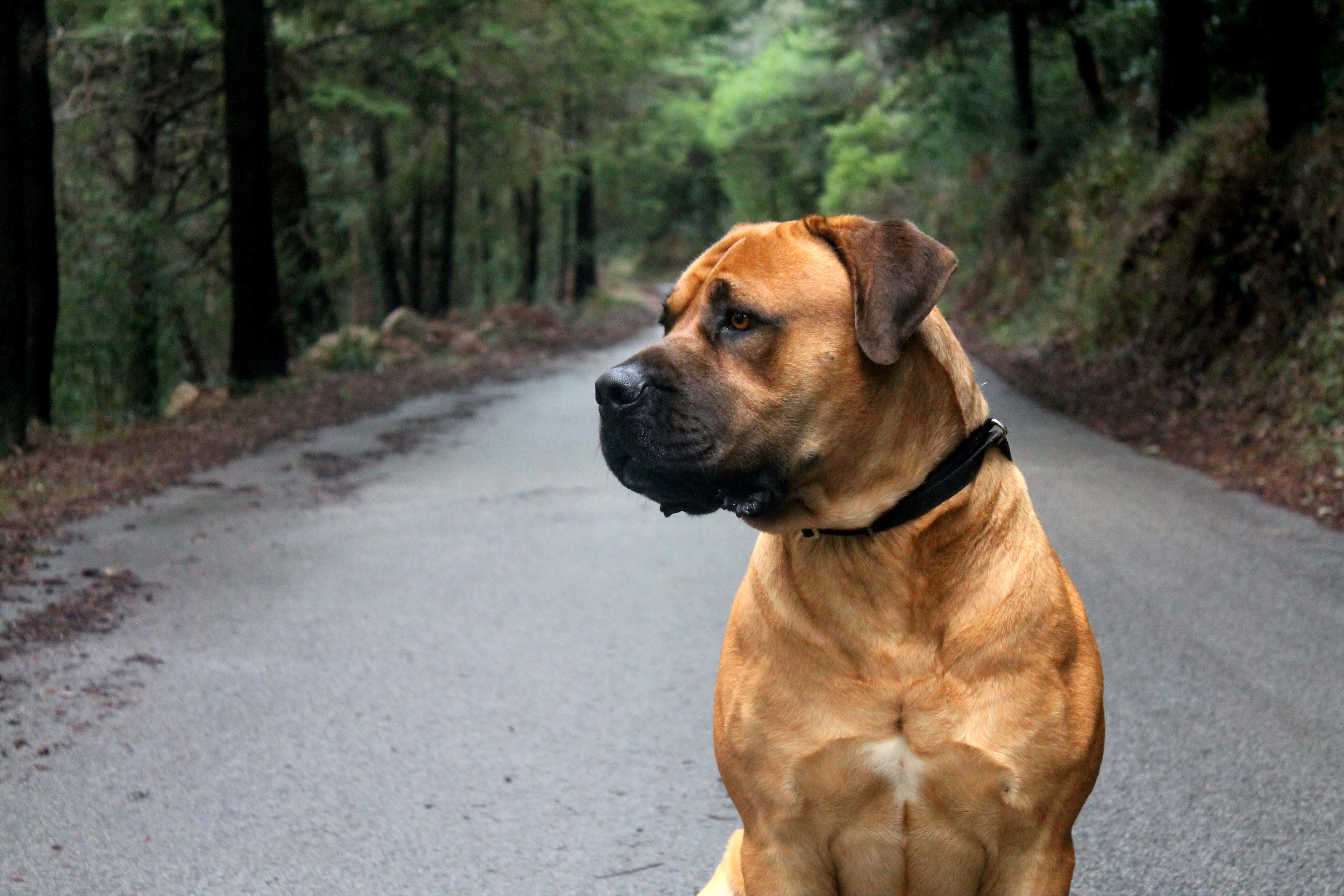 boerboel dog sitting on a walking bath looking to the side