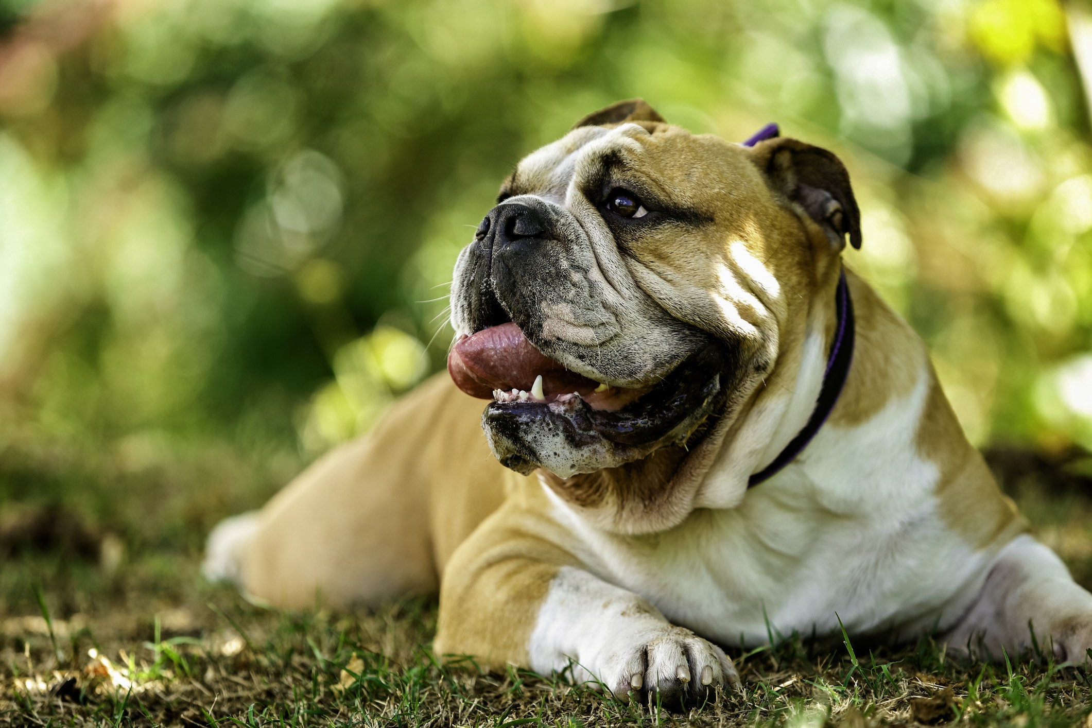 brown and white bulldog panting and lying in grass