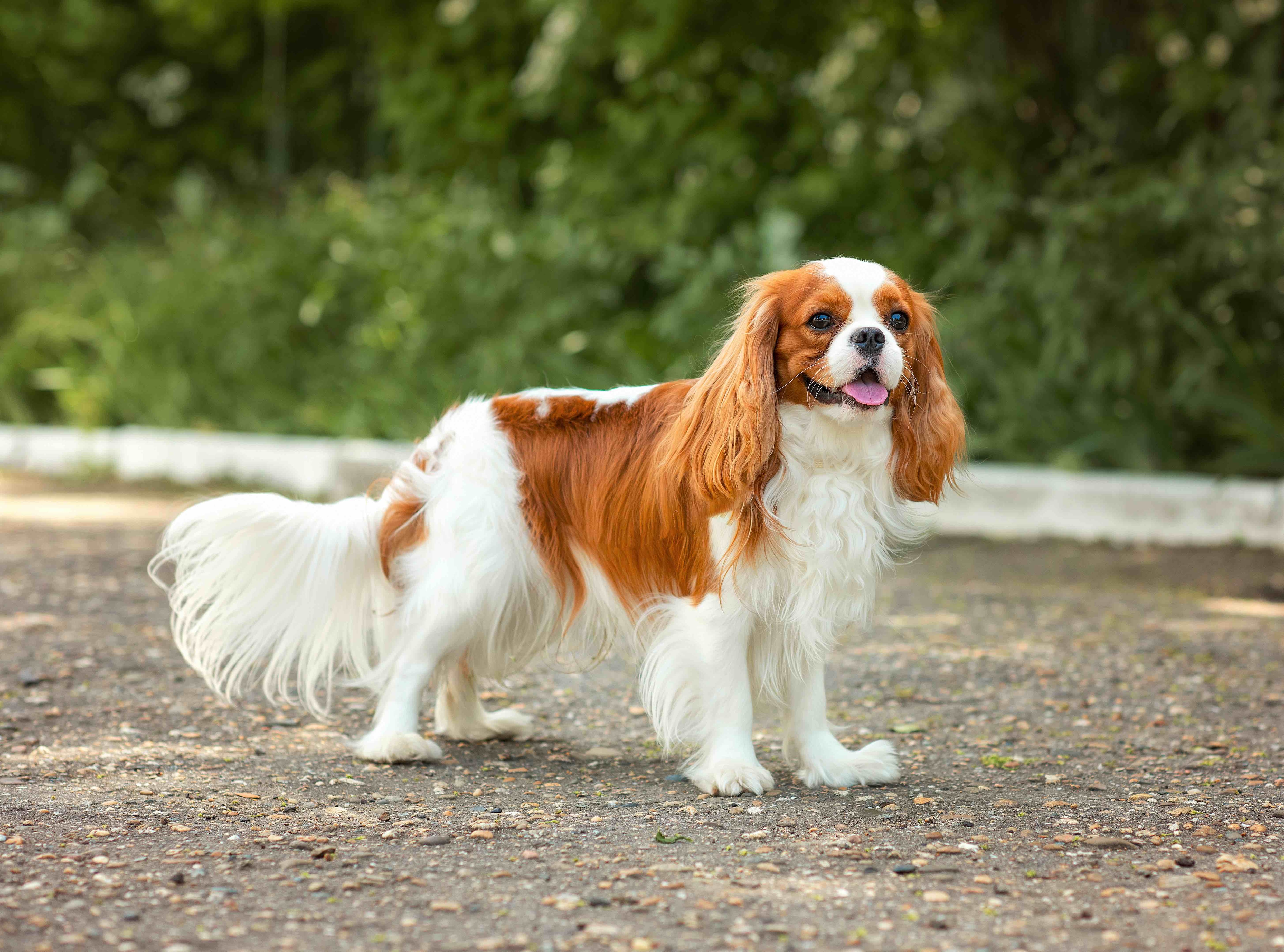 white and brown cavalier king charles spaniel standing outside