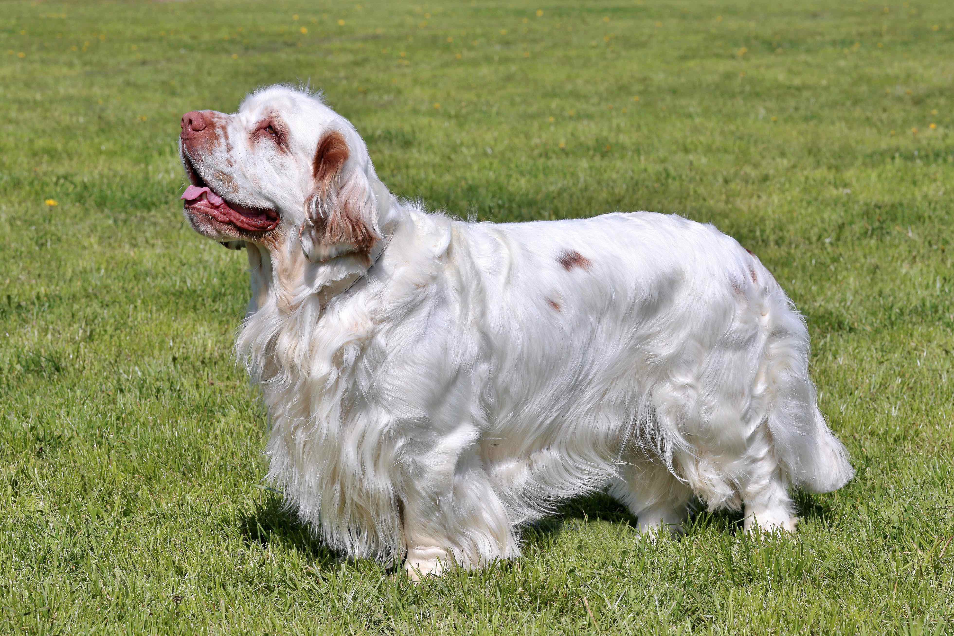 profile shot of a clumber spaniel standing in the grass