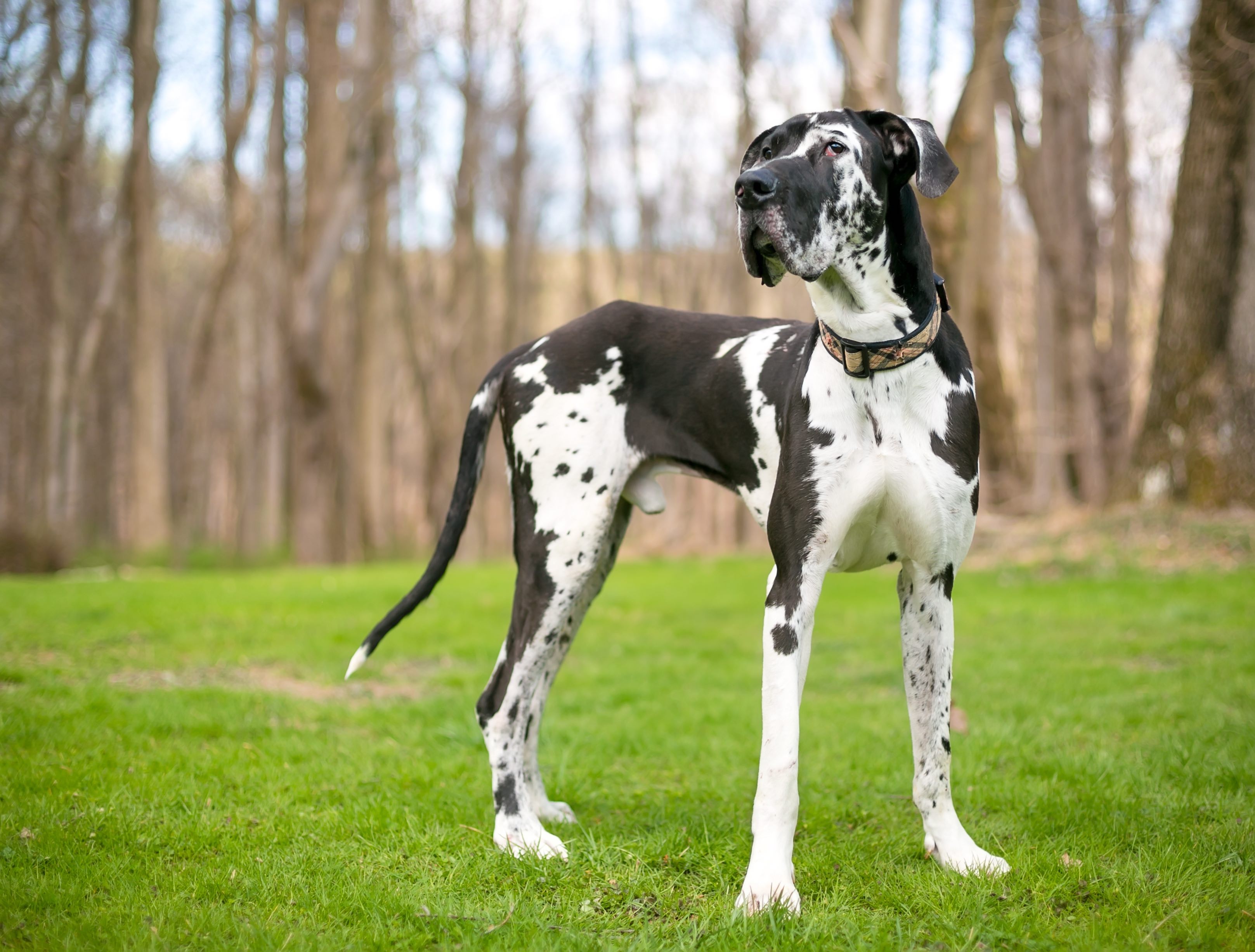 black and white spotted great dane standing tall