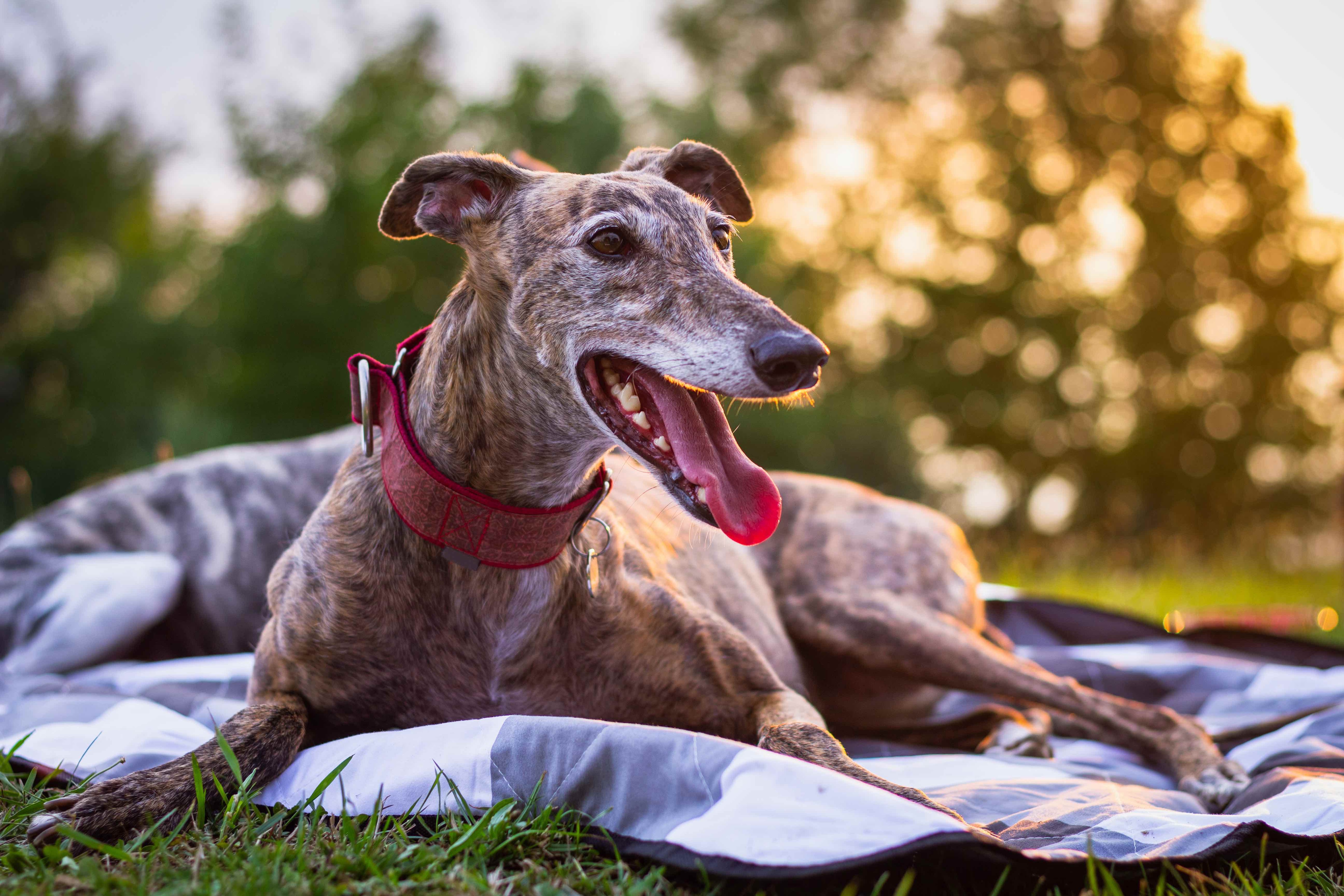 senior brindle greyhound lying on a picnic blanket