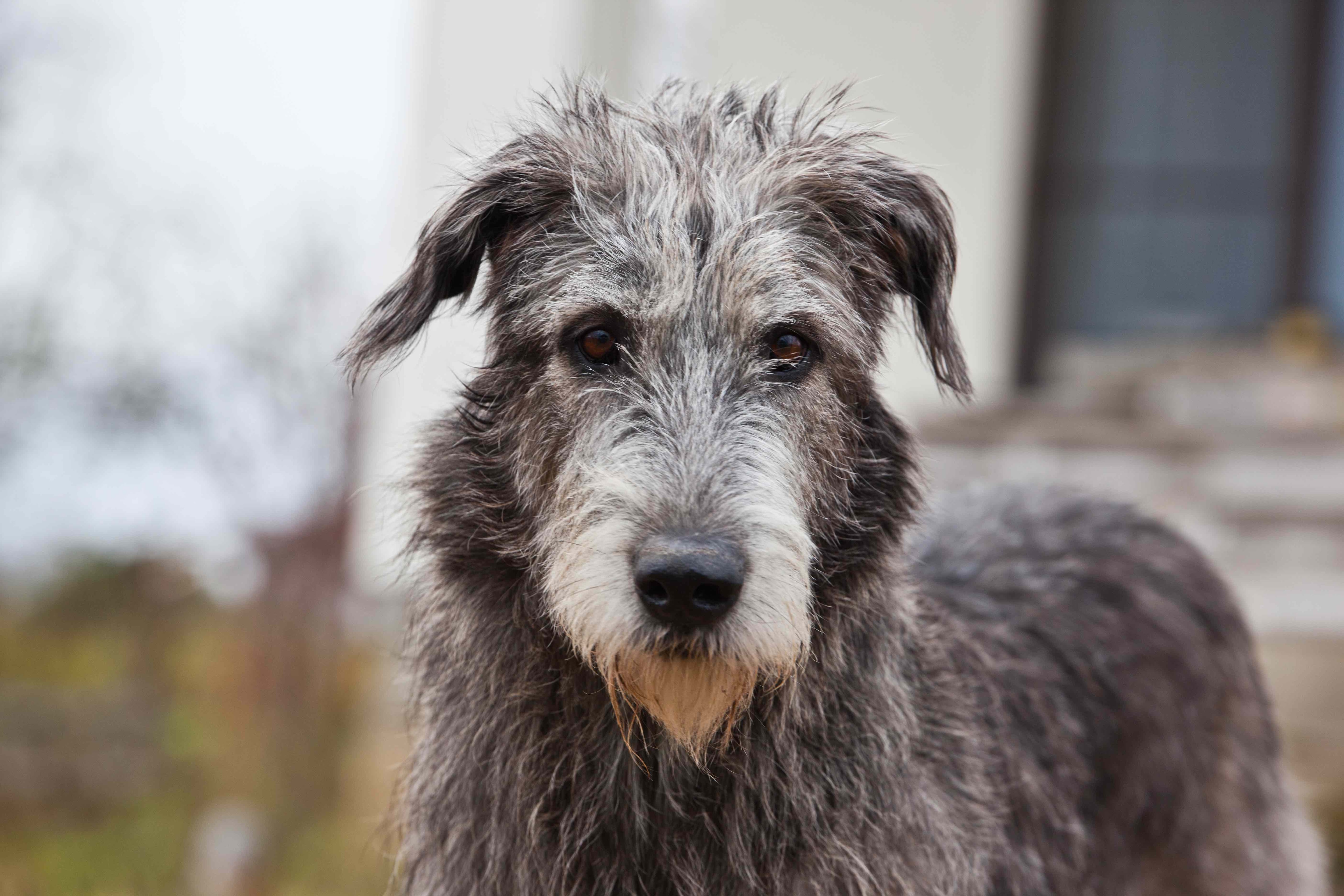 scruffy gray irish wolfhound looking at the camera