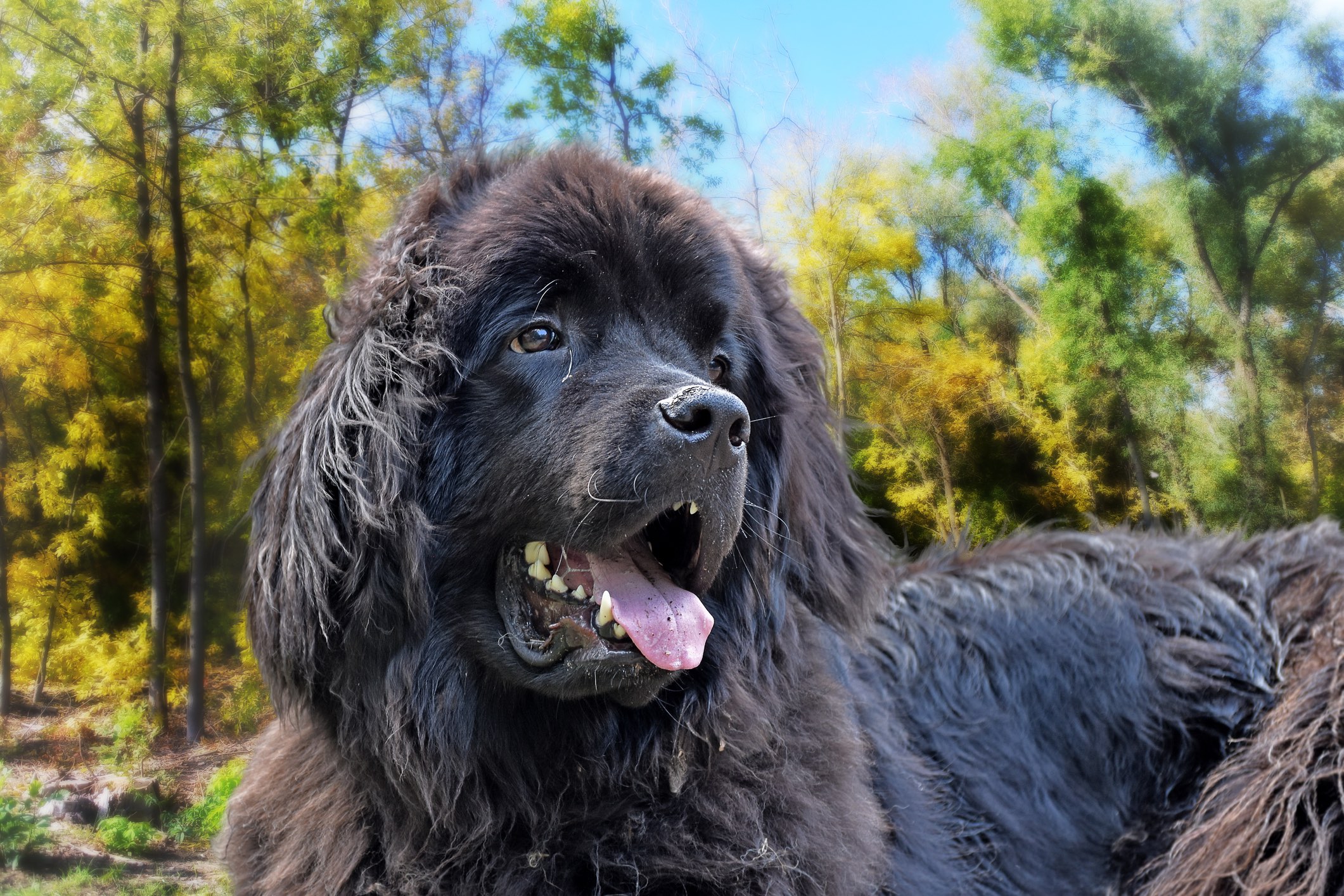 black newfoundland dog with tongue hanging out