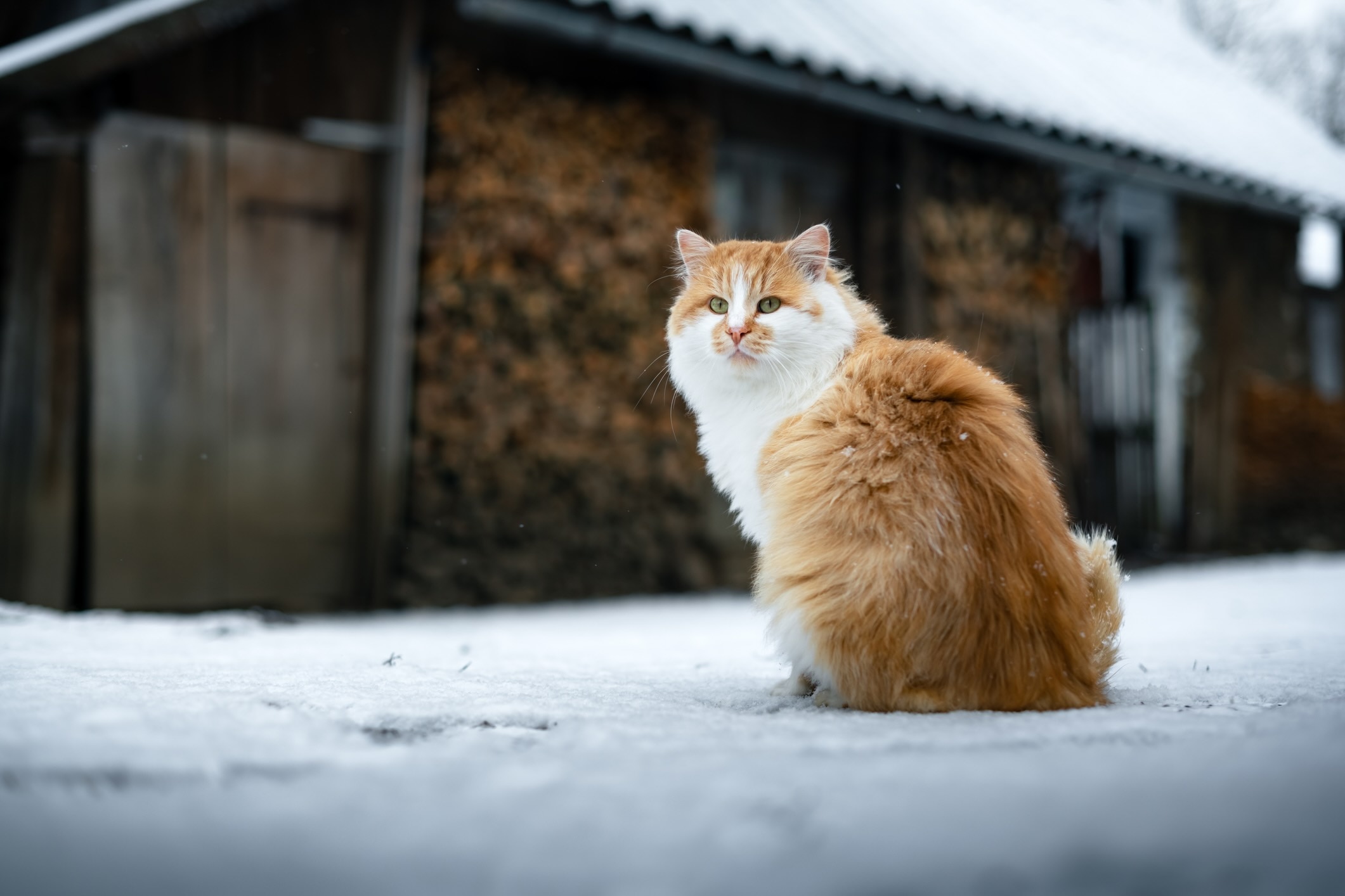 A fluffy orange cat sitting in the snow