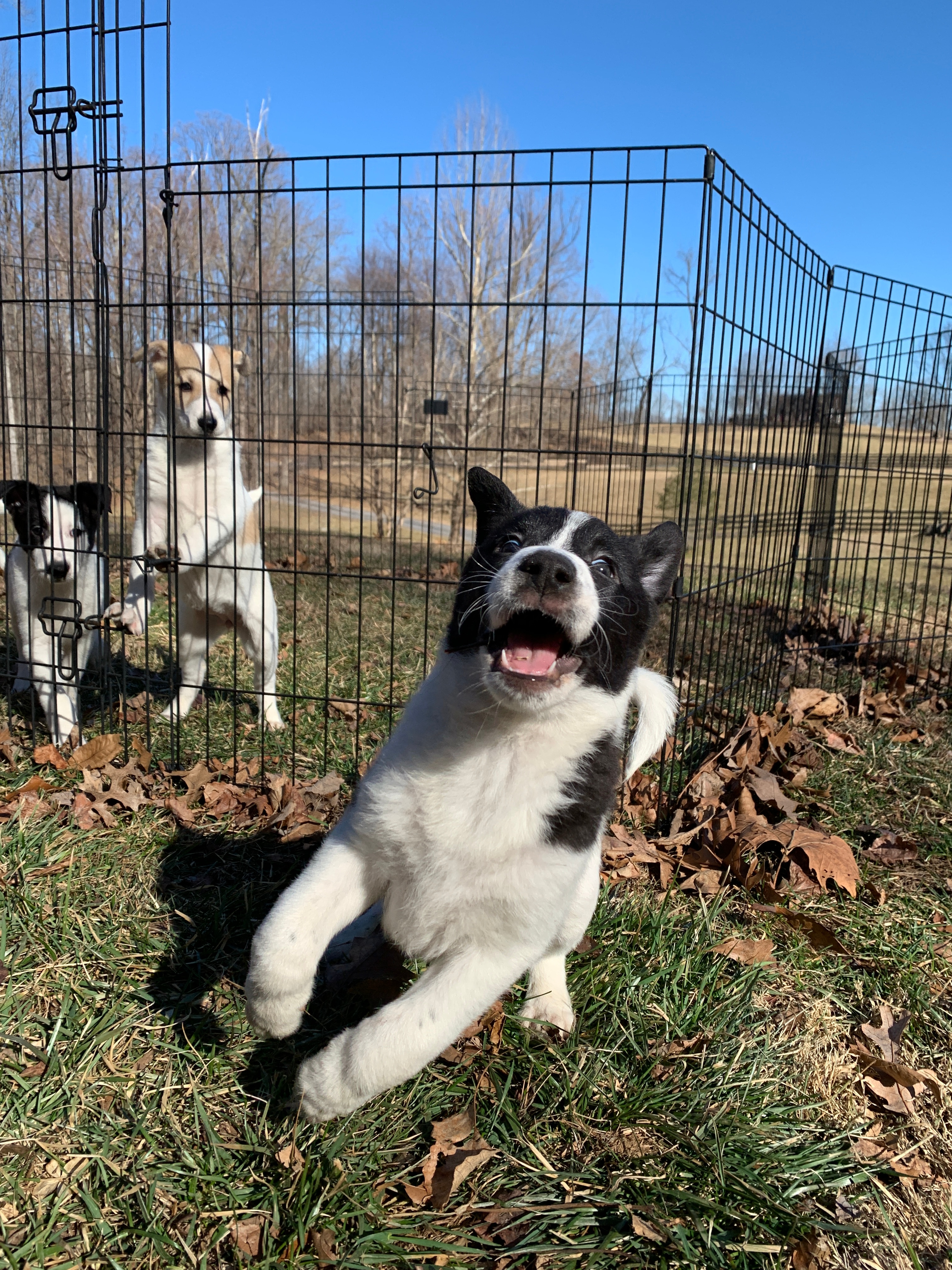 black and white canaan dog puppy jumping around and playing