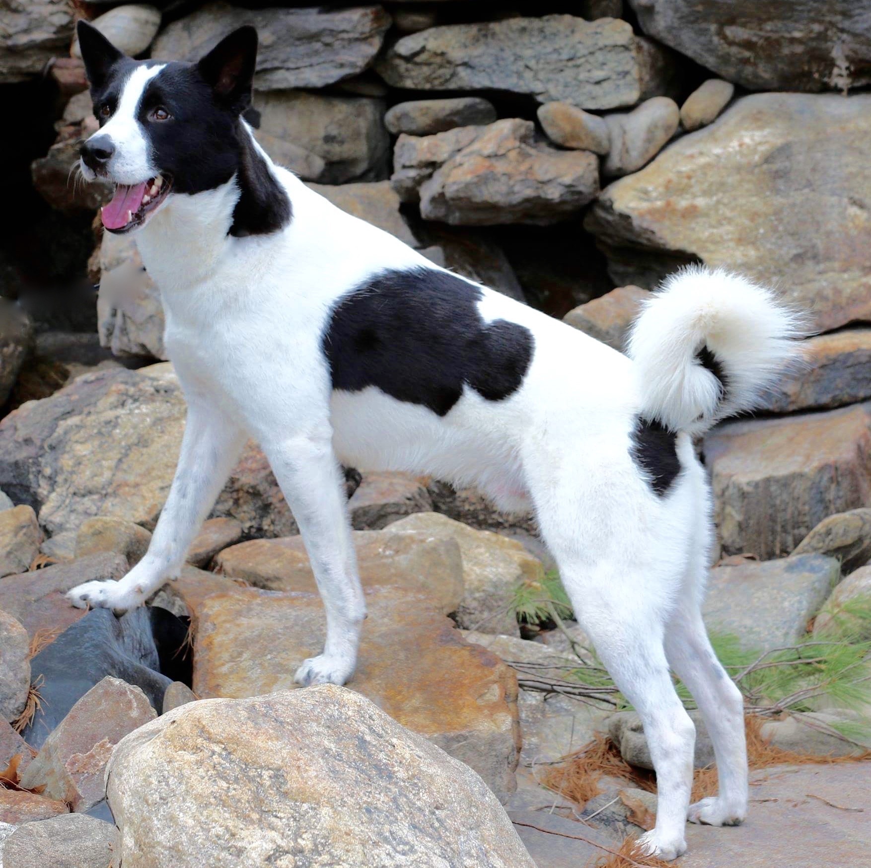 black and white canaan dog standing up