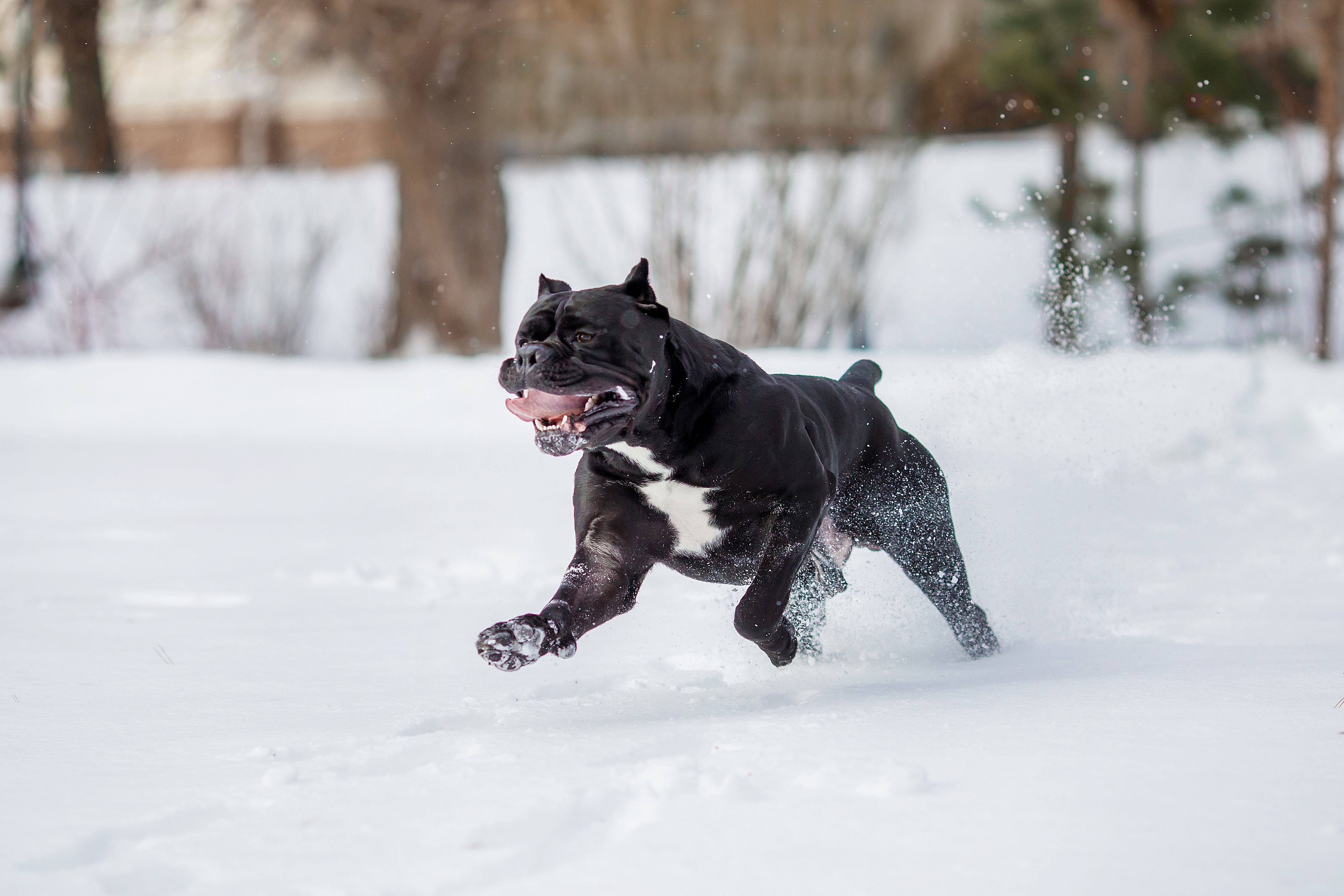 black and white cane corso running in snow