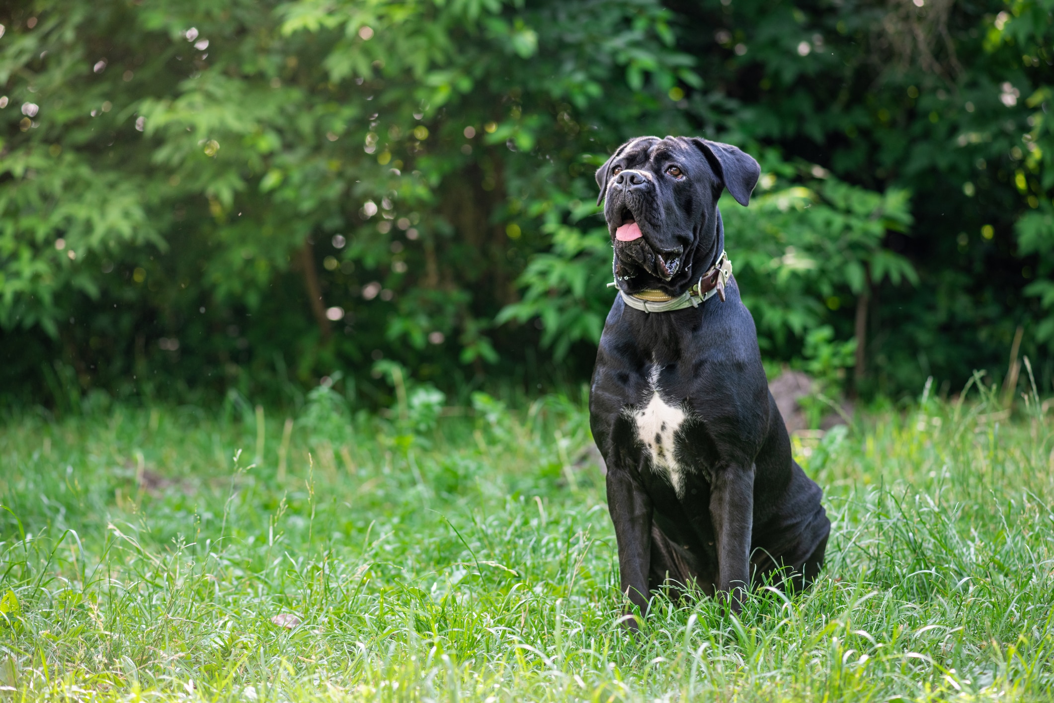 cane COSSo assis à l'extérieur dans l'herbe