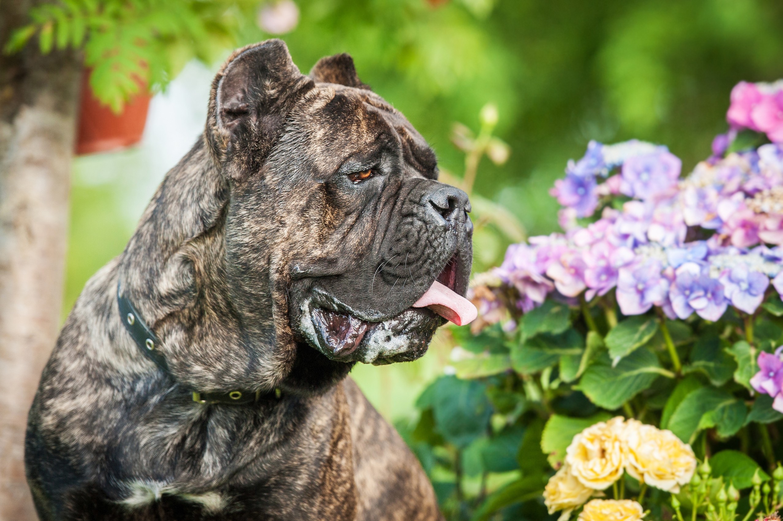 Old Brindle Cane Corso se situant devant des fleurs 