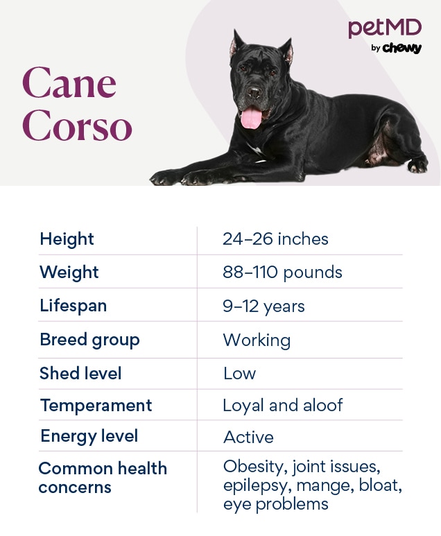 Cane Corso Dog Breed Health and Care PetMD