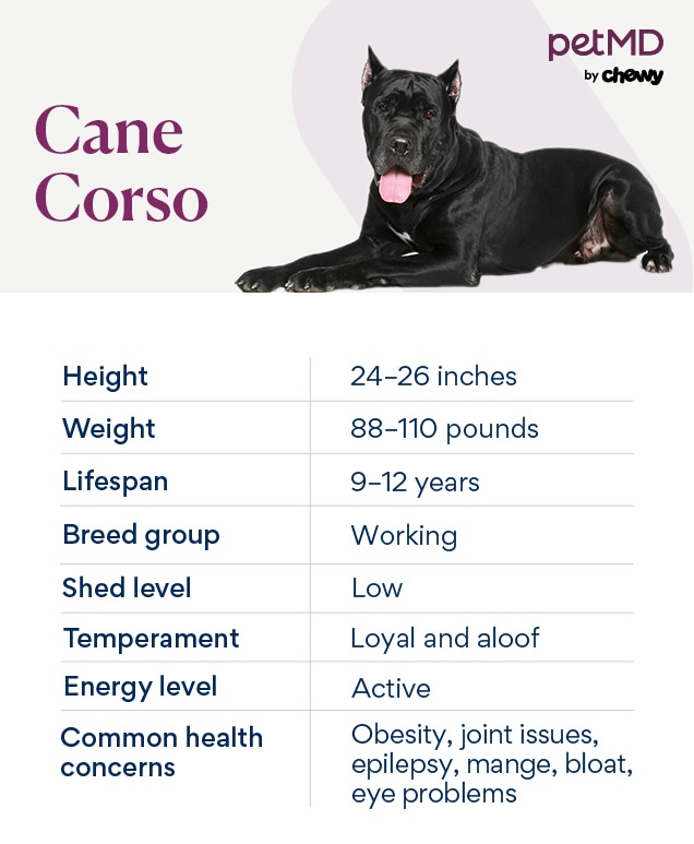 chart depicting cane corso traits