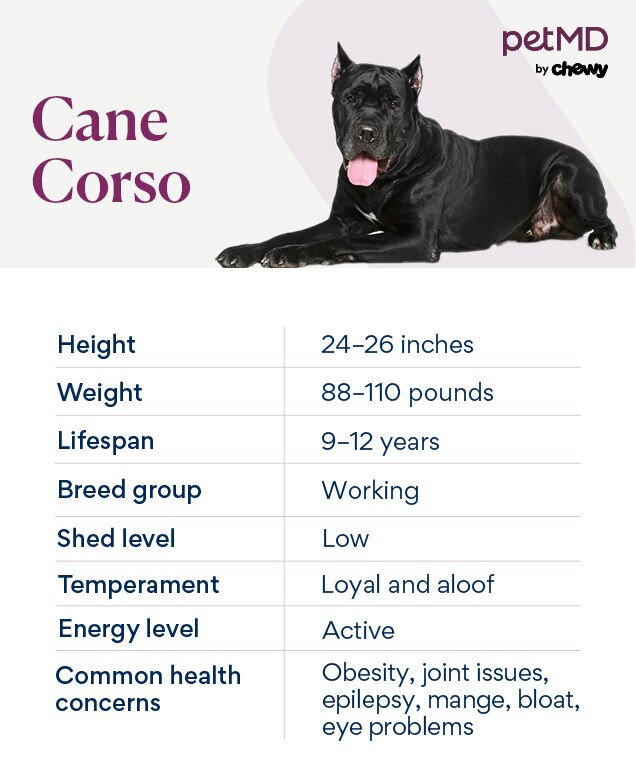 Cane Corso Size Cane Corso Size
