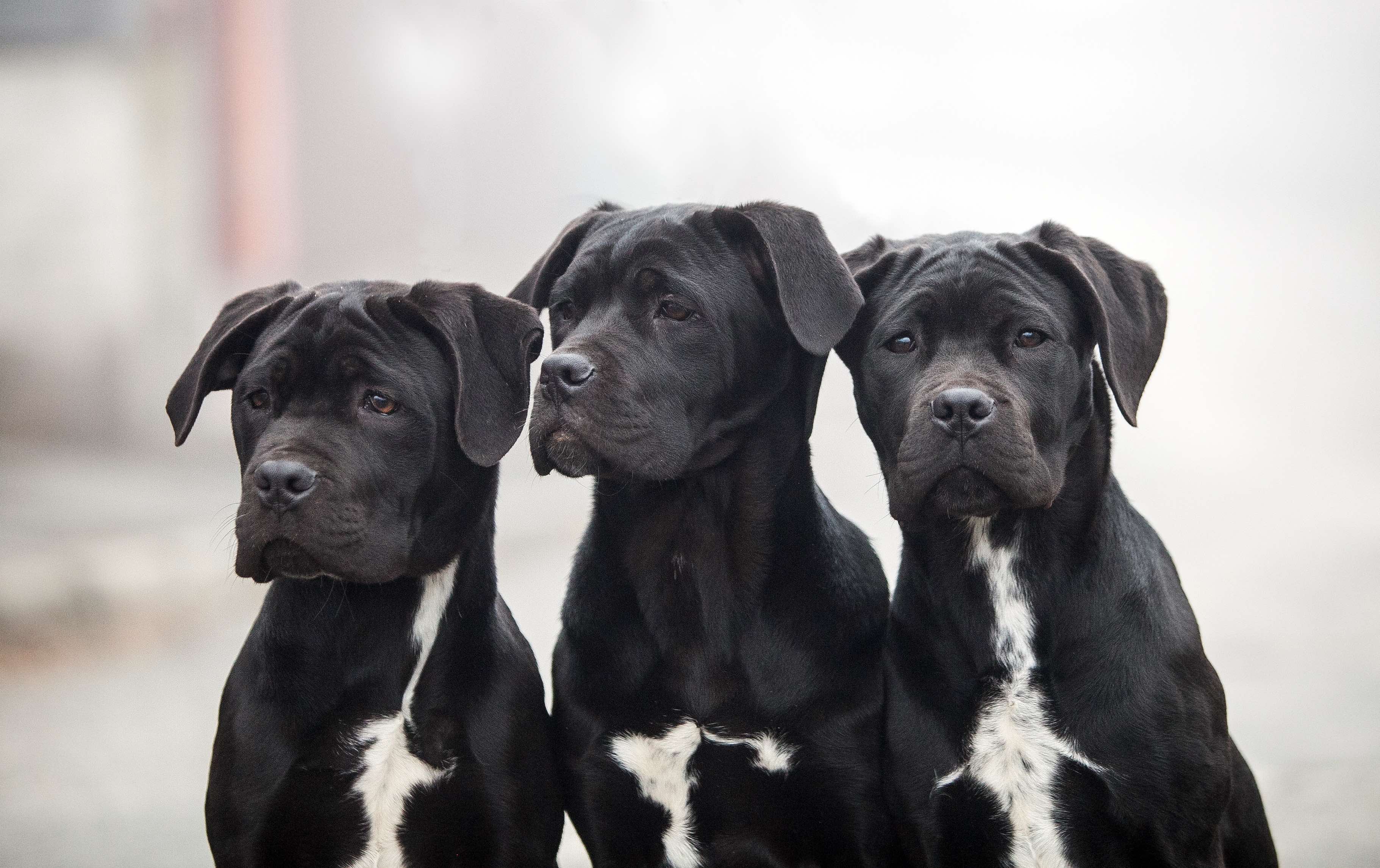 three cane corso puppies sitting together