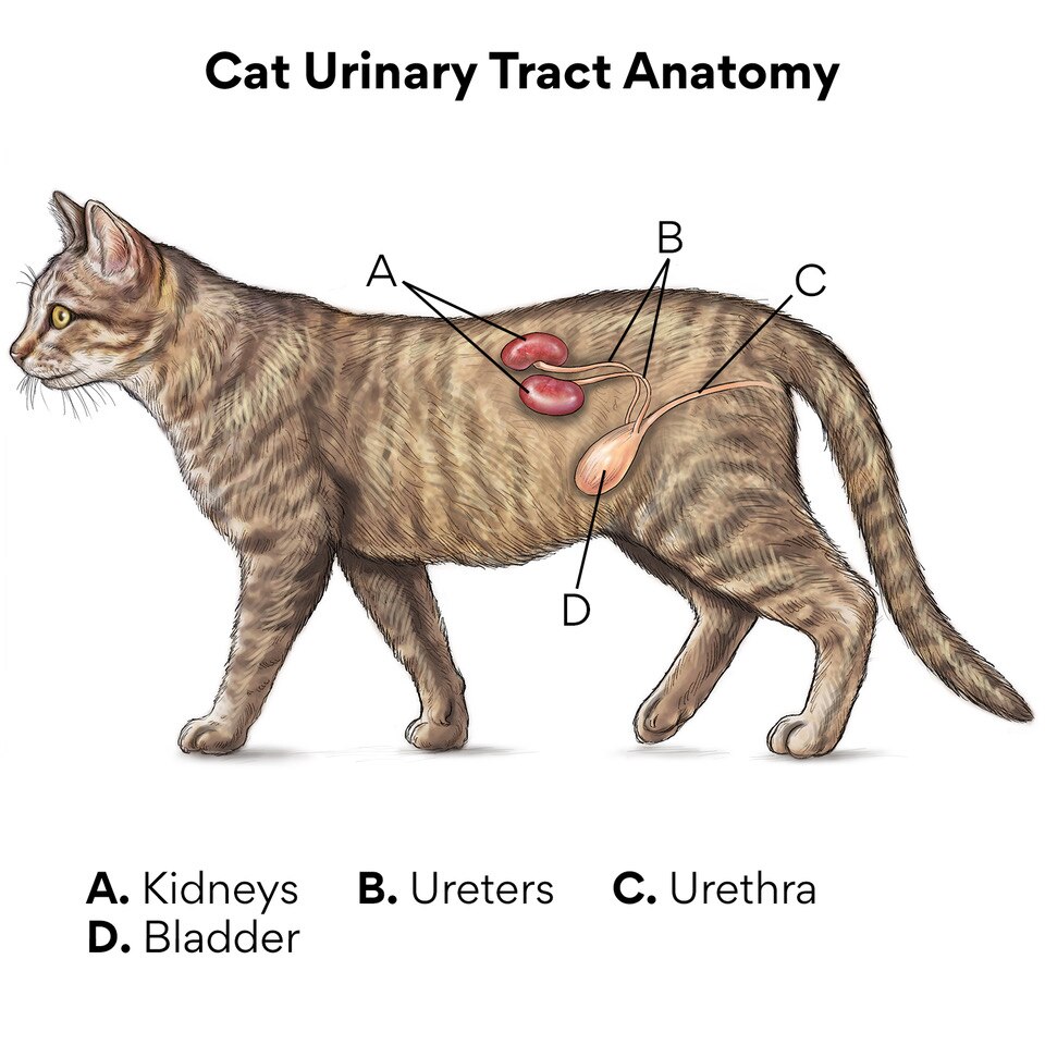 Cat Urinary Tract Anatomy