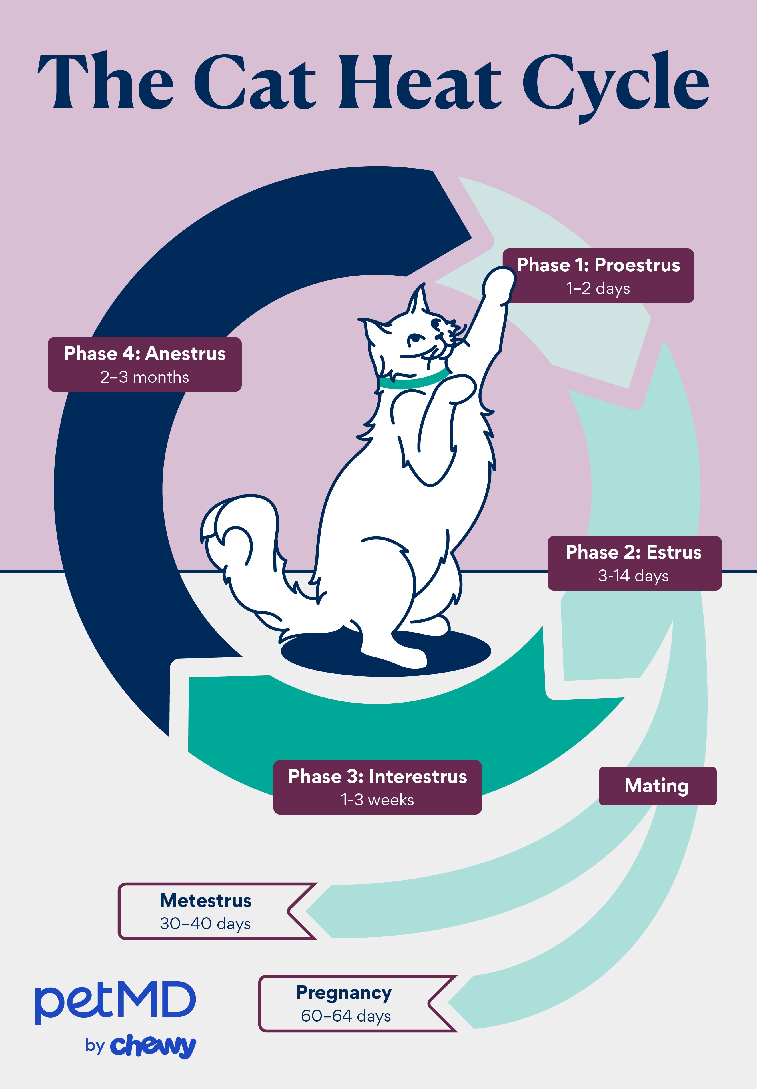 illustration depicting a cat's heat cycle stages