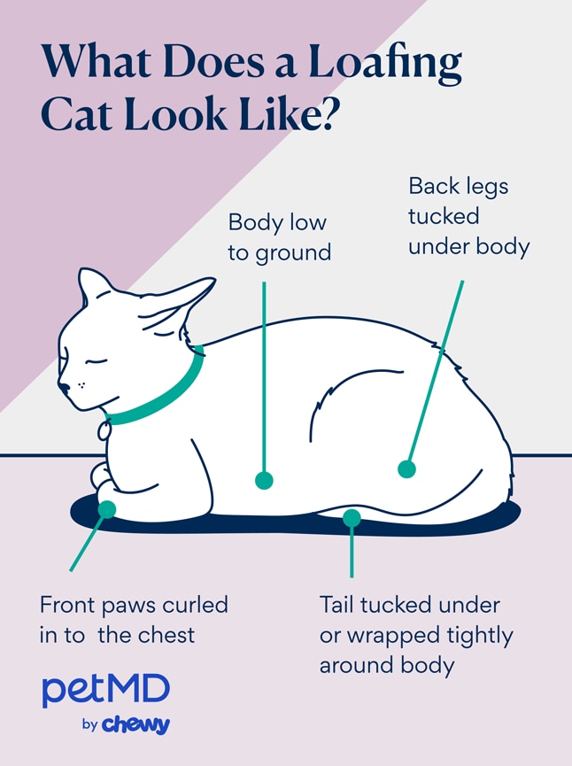 illustration depicting what a cat loafing looks like