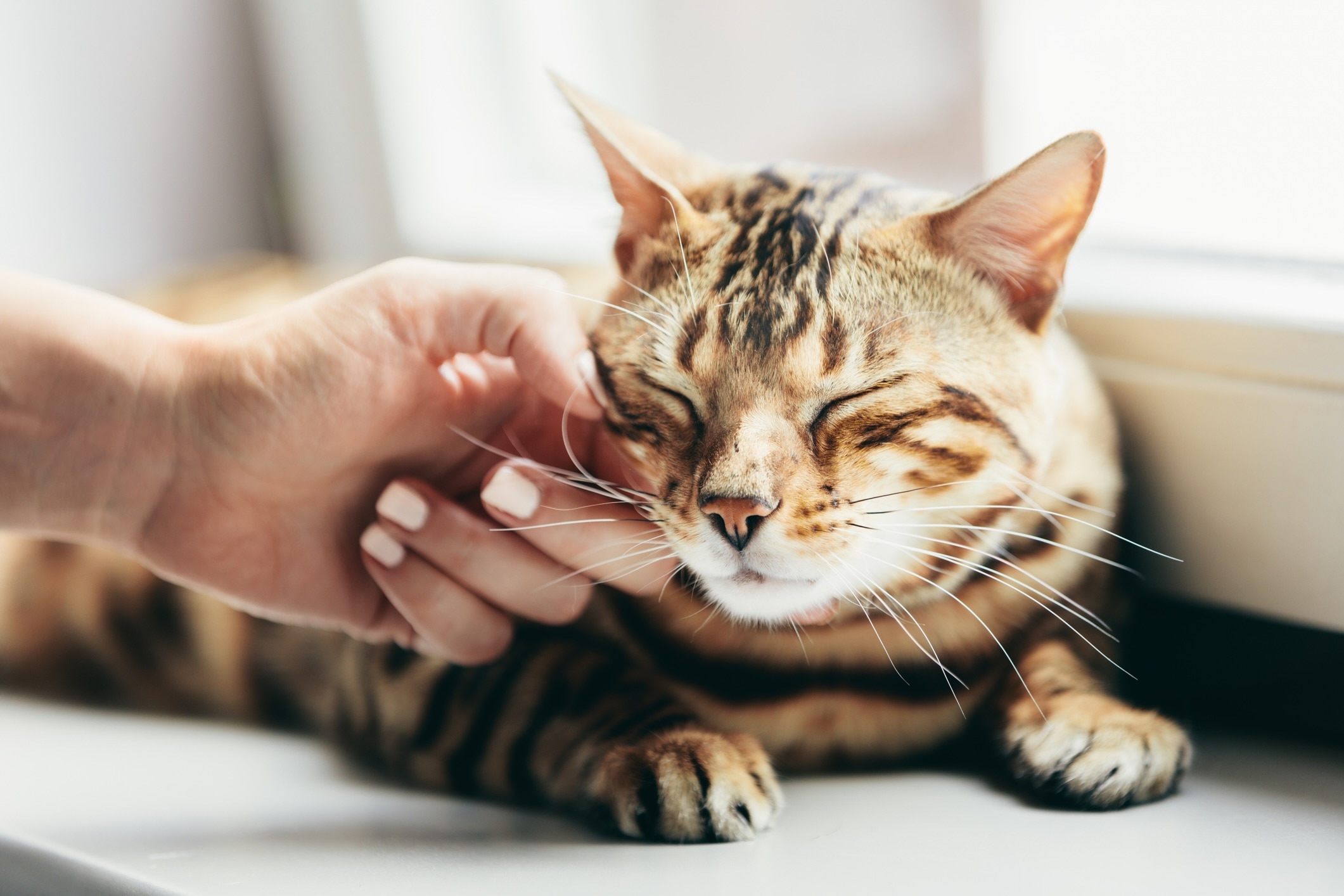 a woman petting a tabby cat on the cheeks