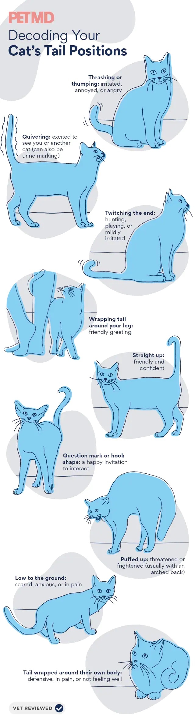 illustrations of cats with different tail positions