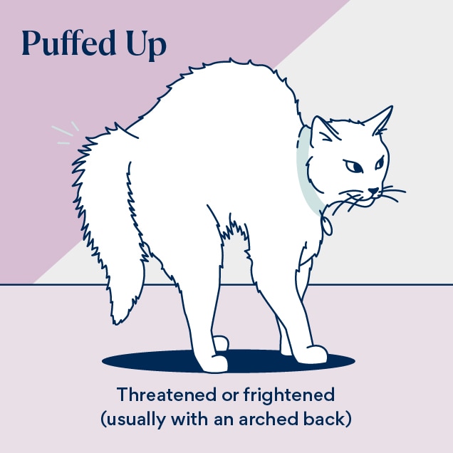 illustration of a cat's tail language of the tail puffed up