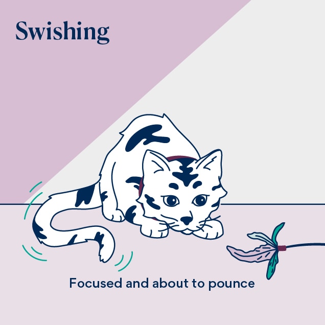 cat tail language illustration of a cat swishing their tail