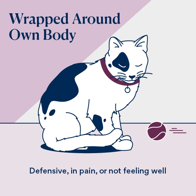 illustration of cat tail language when a cat's tail is wrapped around the body