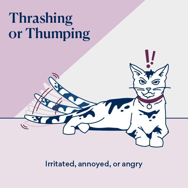 illustration of a cat trashing their tail