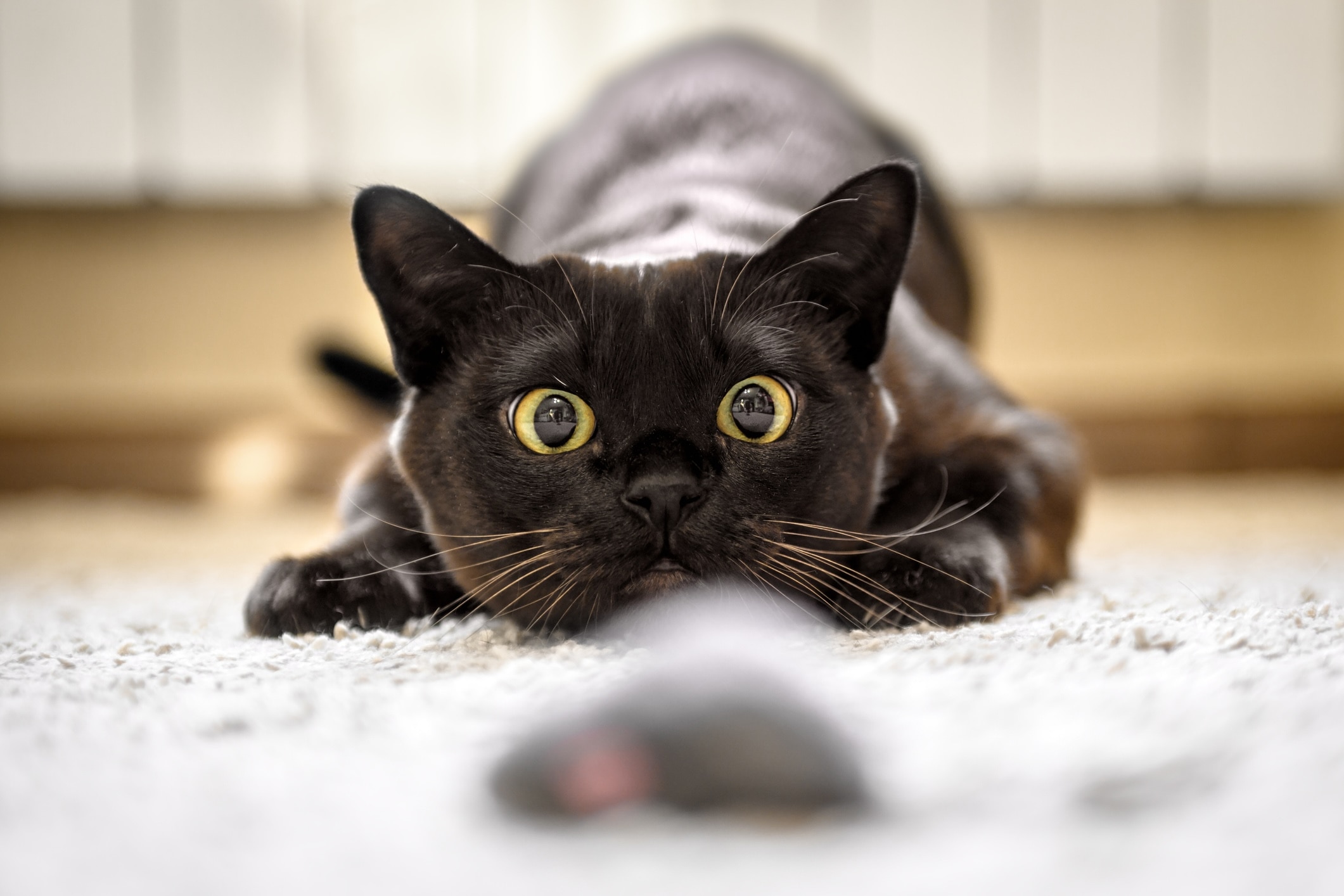 a black cat with long whiskers hunting a toy mouse