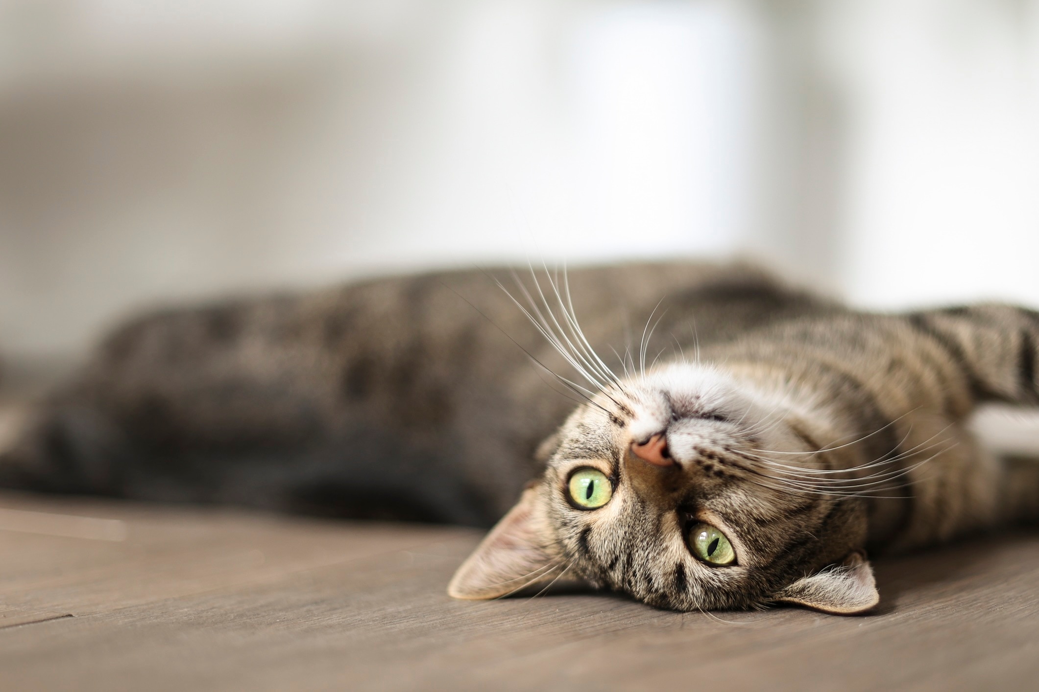 a tabby cat lying on his back and showing off his long whiskers