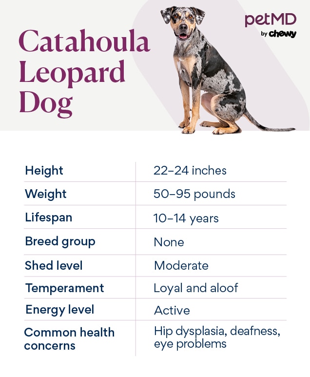 About catahoula leopard fashion dog