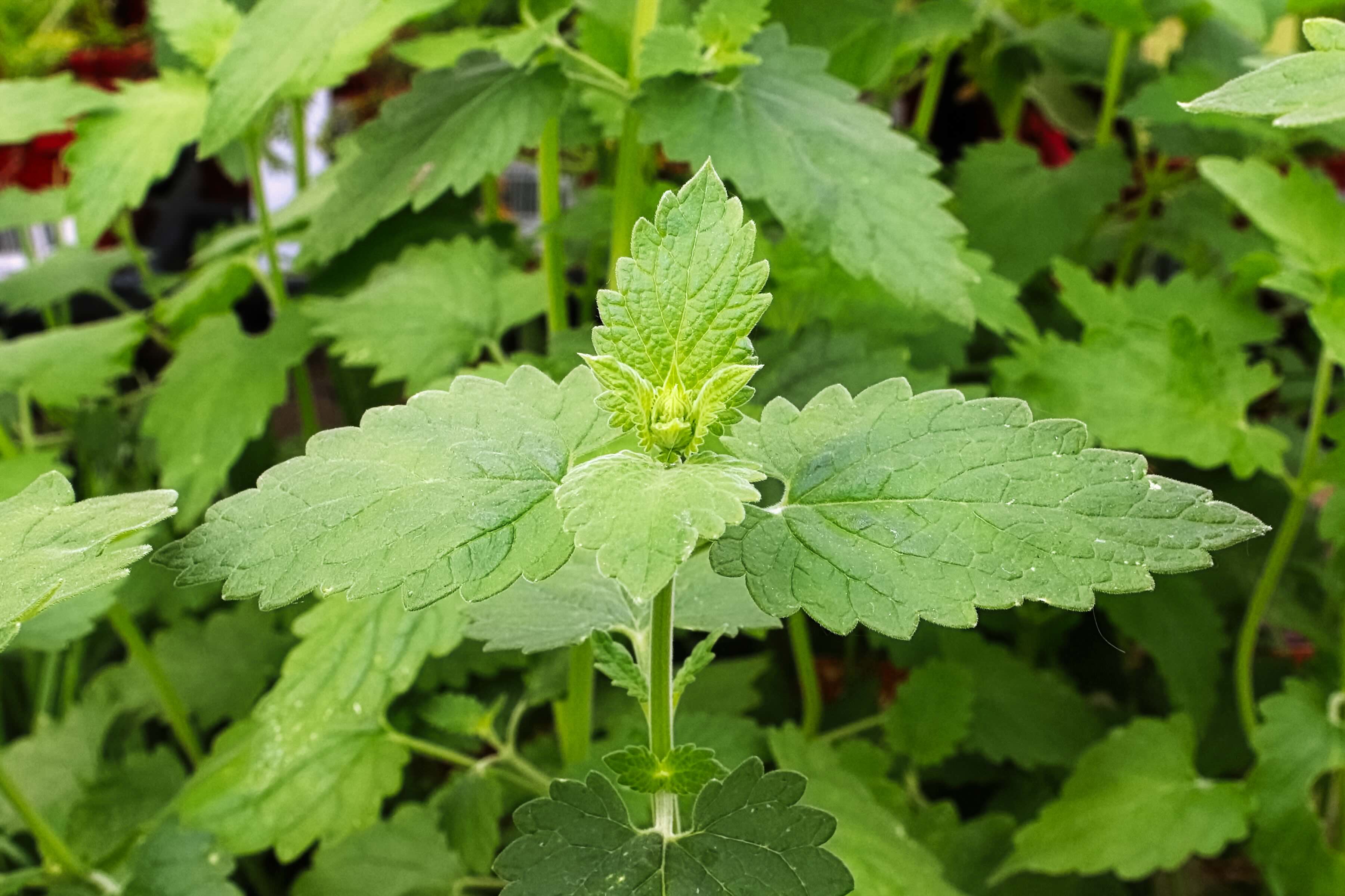 close-up of a catnip plant's leaves close-up of a catnip plant's leaves