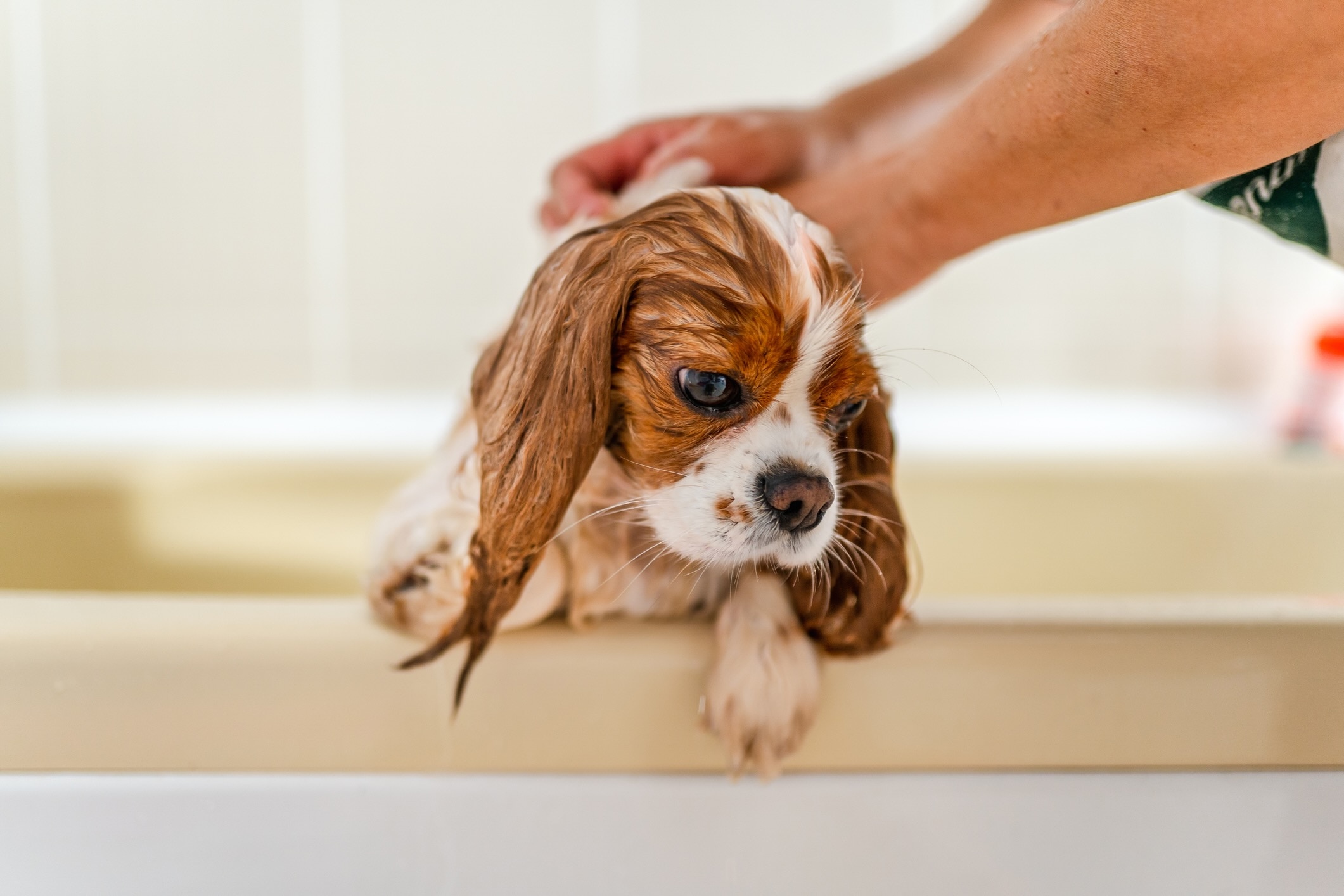 A cavalier king charles spaniel in a bathtub getting a bath