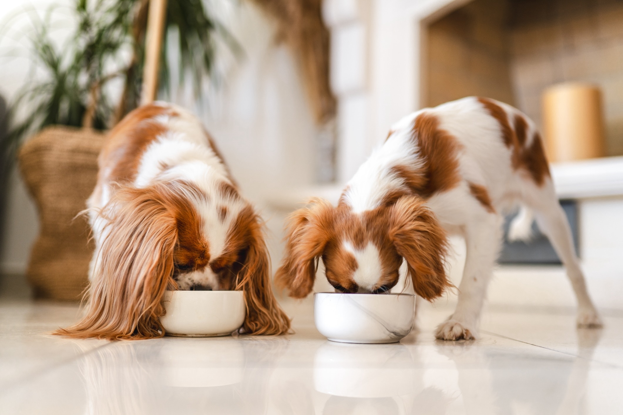 two red and white cavalier king charles spaniels eating from dog food bowls