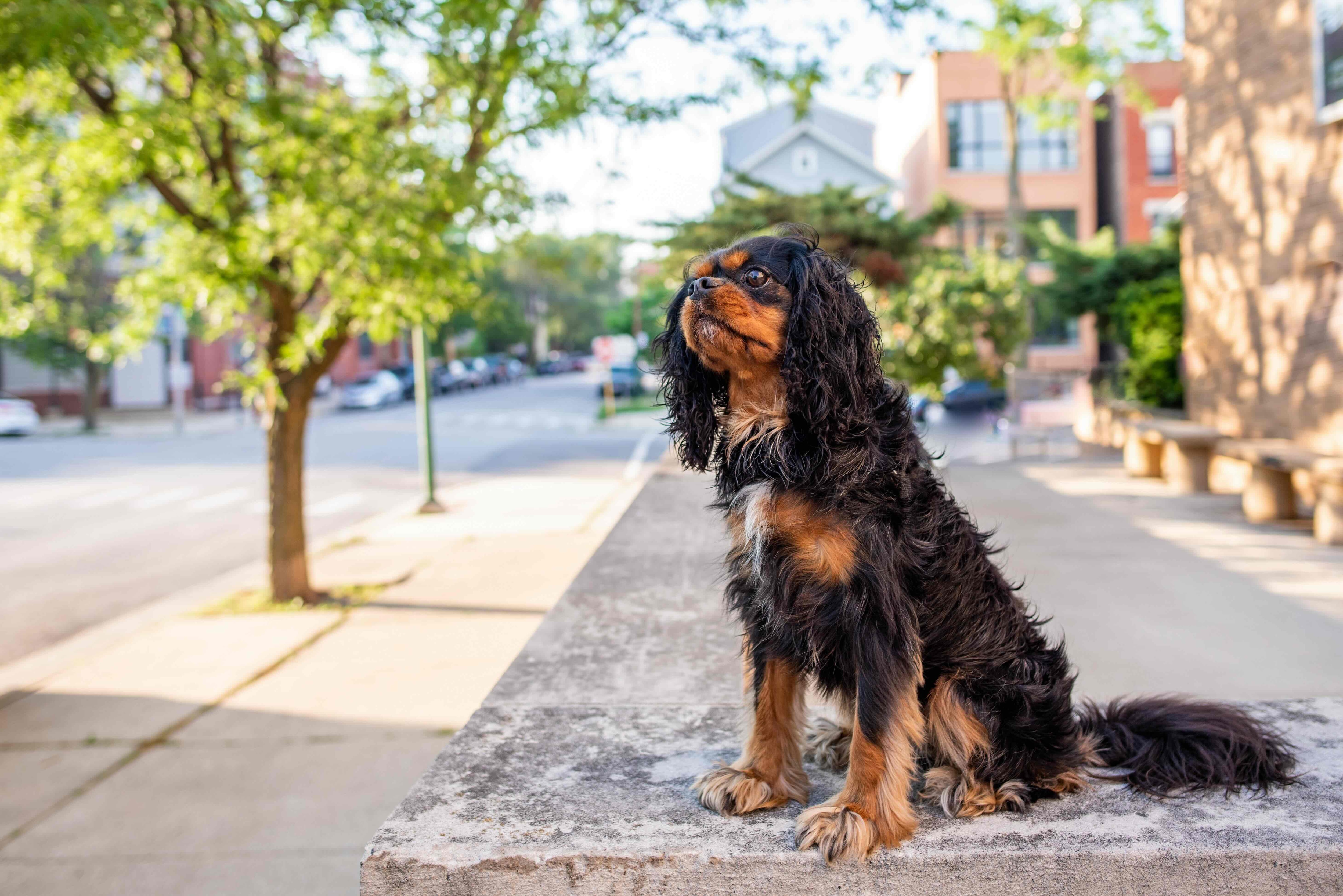 black and tan cavalier king charles spaniel sitting on a city sidewalk