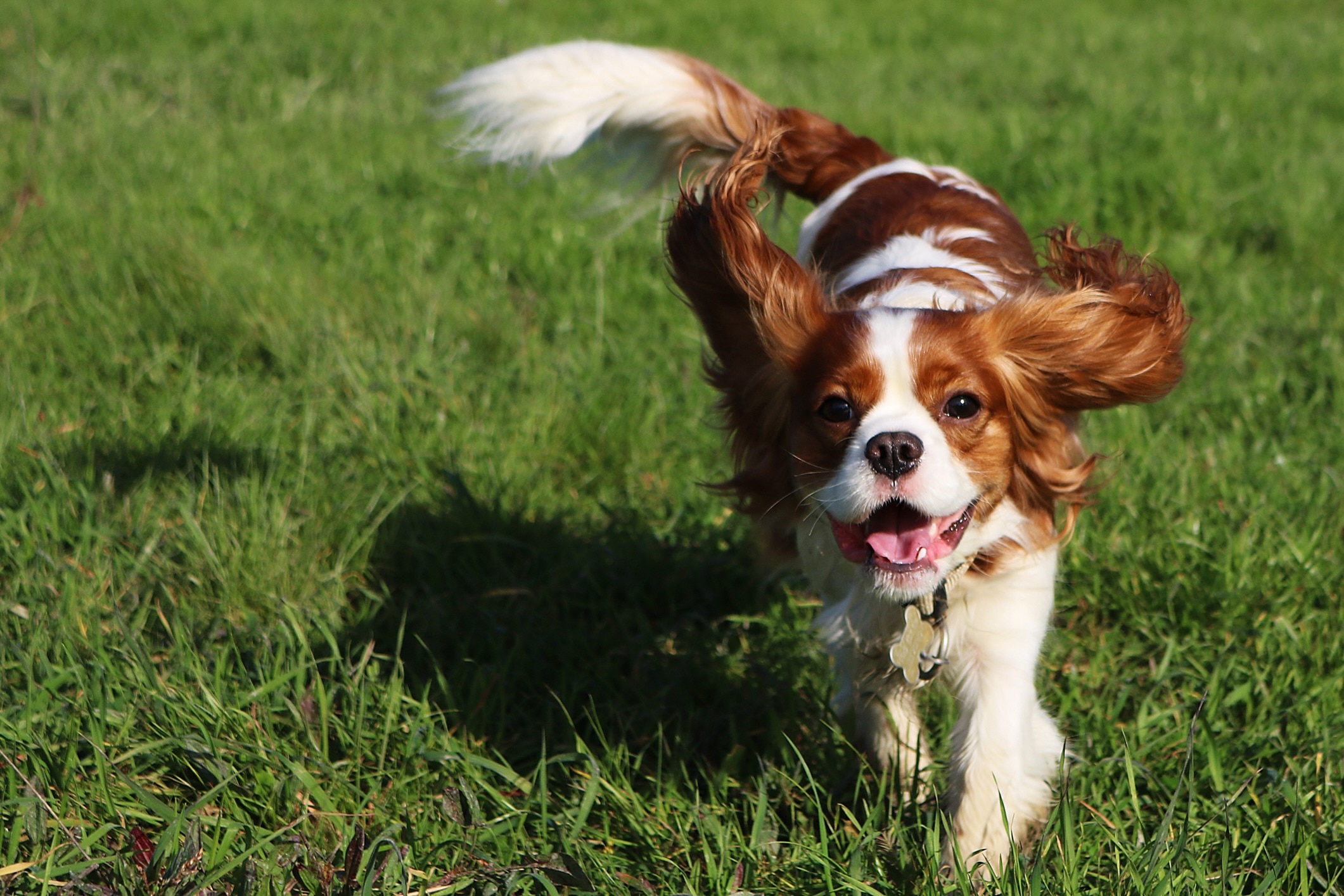 red and white cavalier king charles spaniel walking through grass and smiling