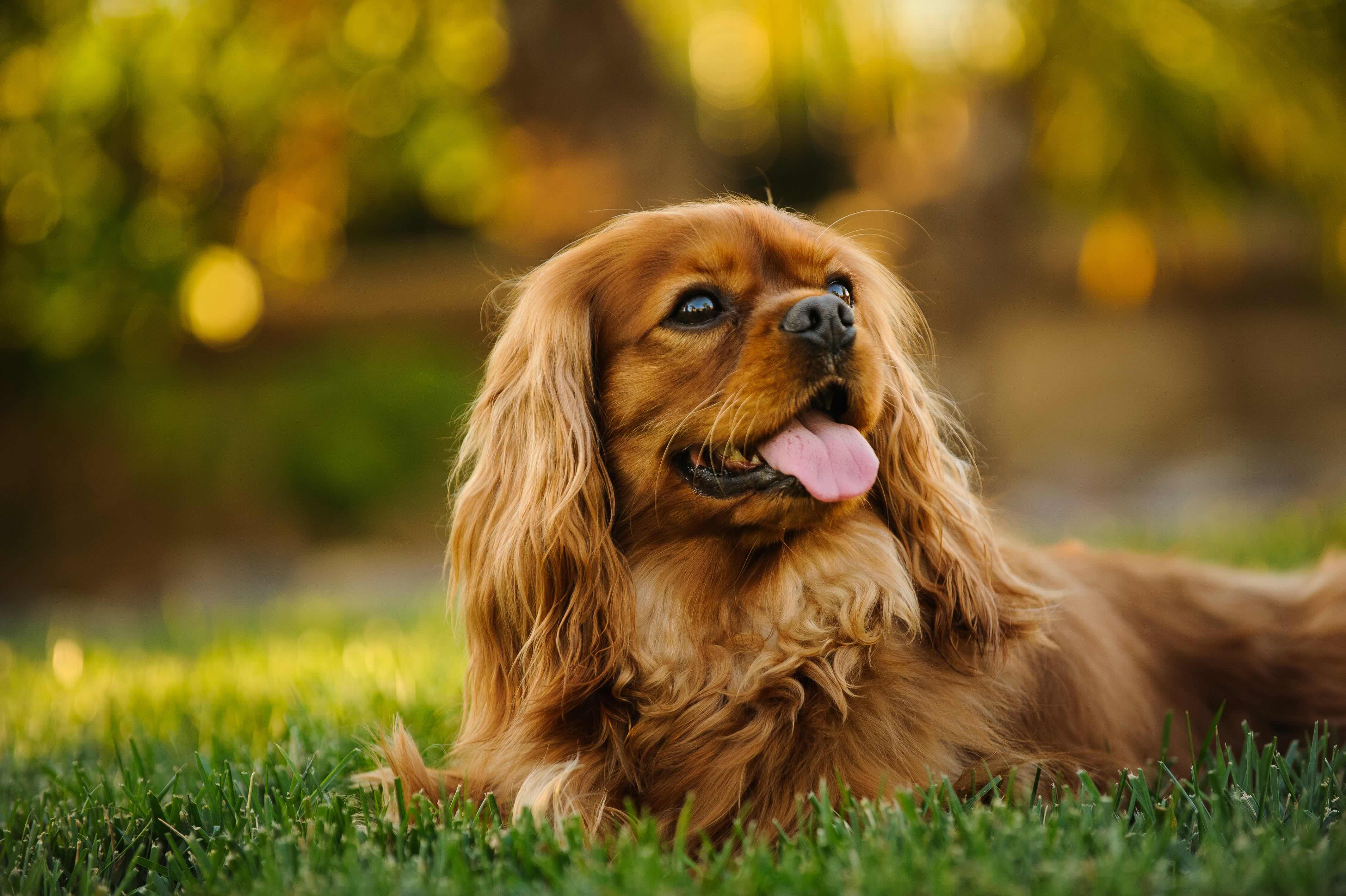 ruby cavalier king charles spaniel lying in grass