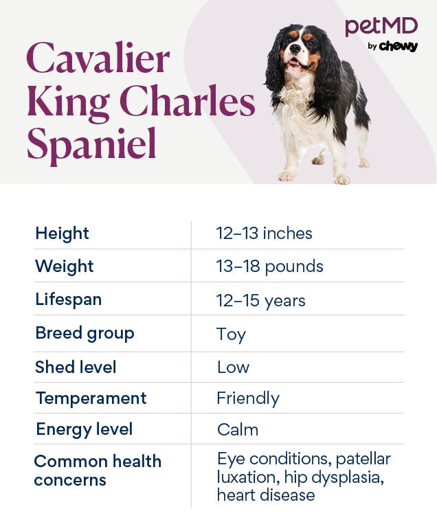 A king charles fashion cavalier spaniel