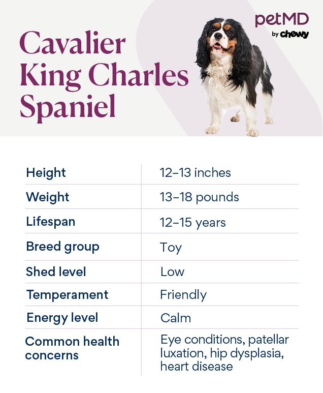 chart depicting a cavalier king charles spaniel's breed characteristics