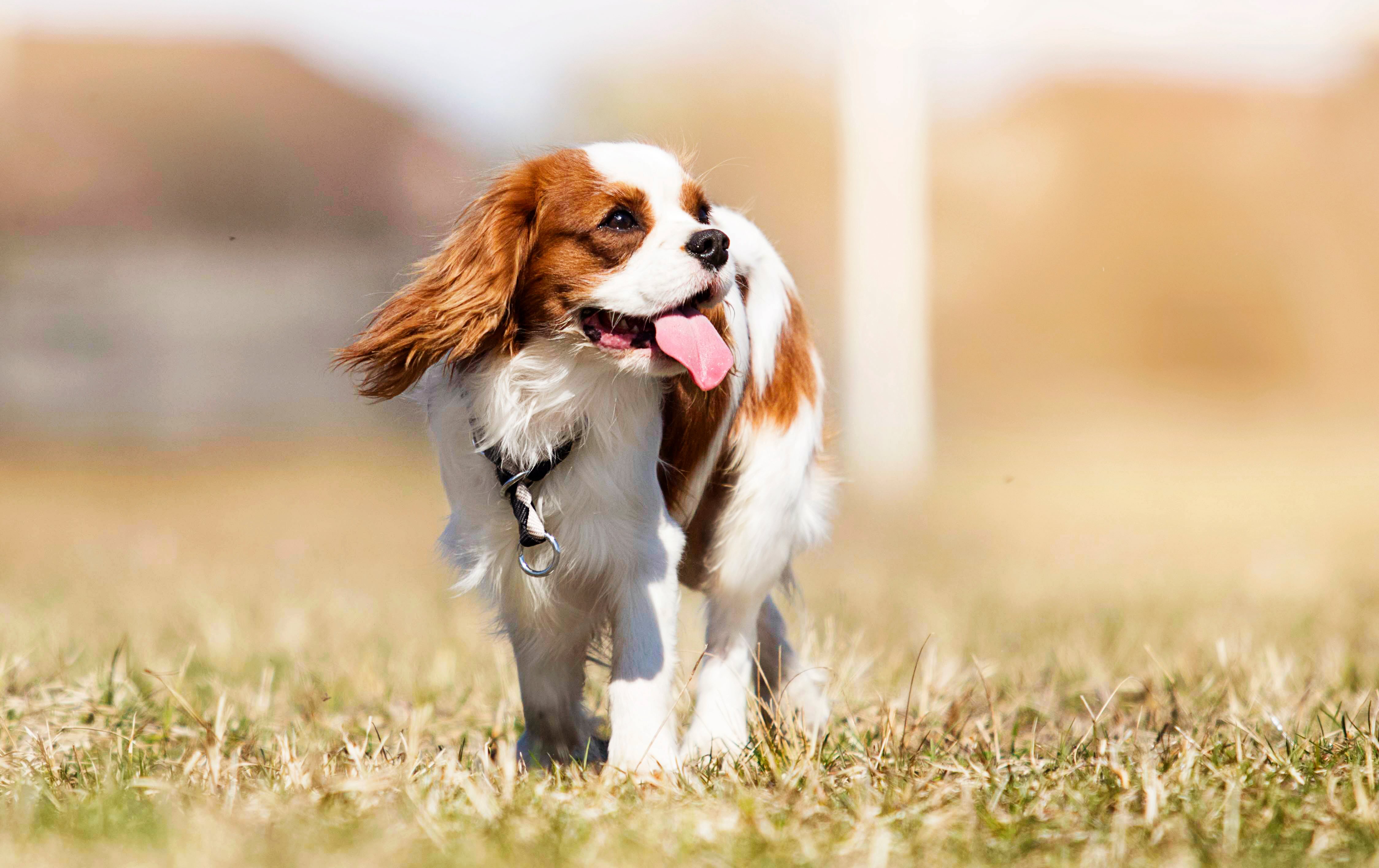 red and white cavalier king charles spaniel walking through grass in shallow focus