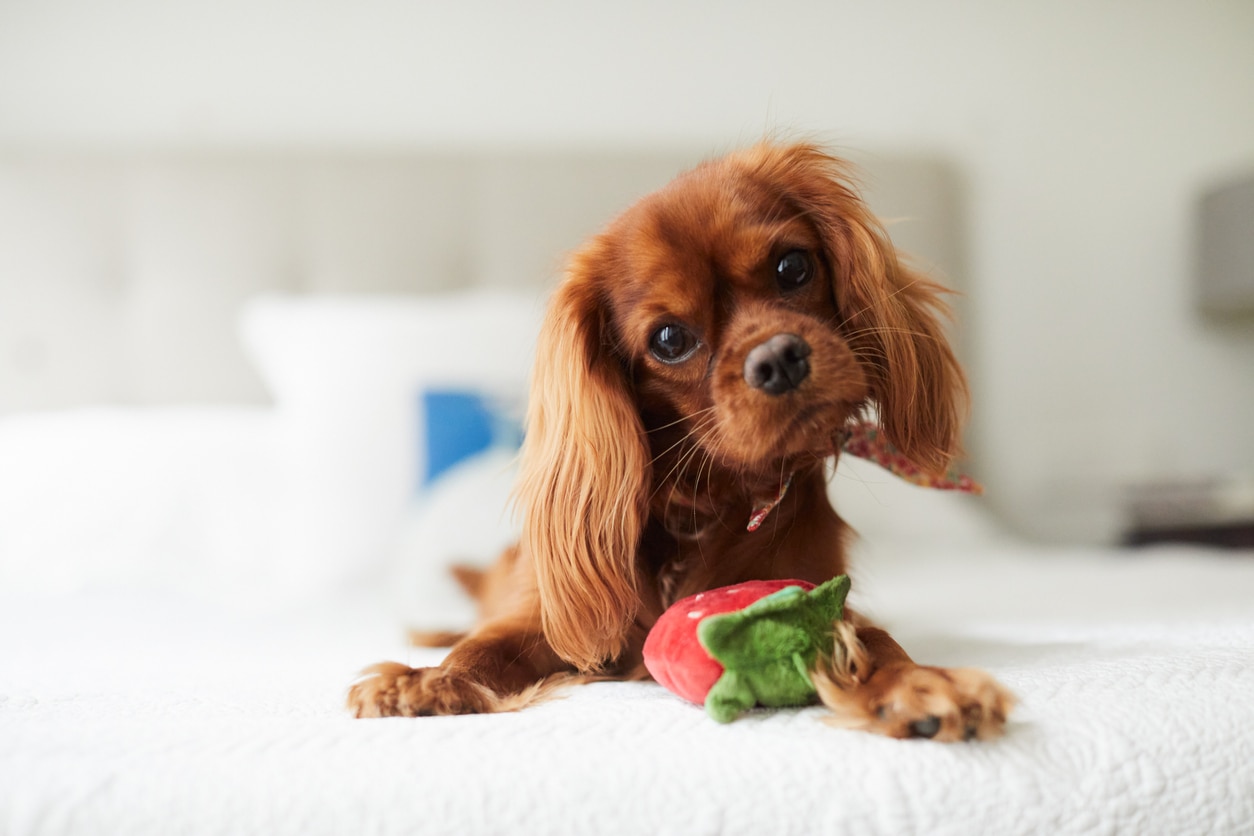 ruby cavalier king charles spaniel lying on a bed with a dog toy