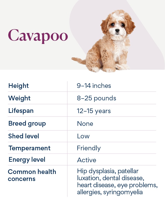 chart depicting cavapoo traits