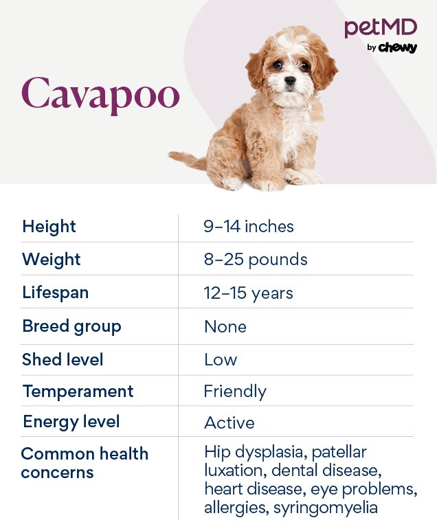 Cavapoo shop best sale