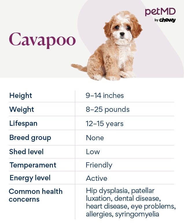 chart depicting cavapoo traits