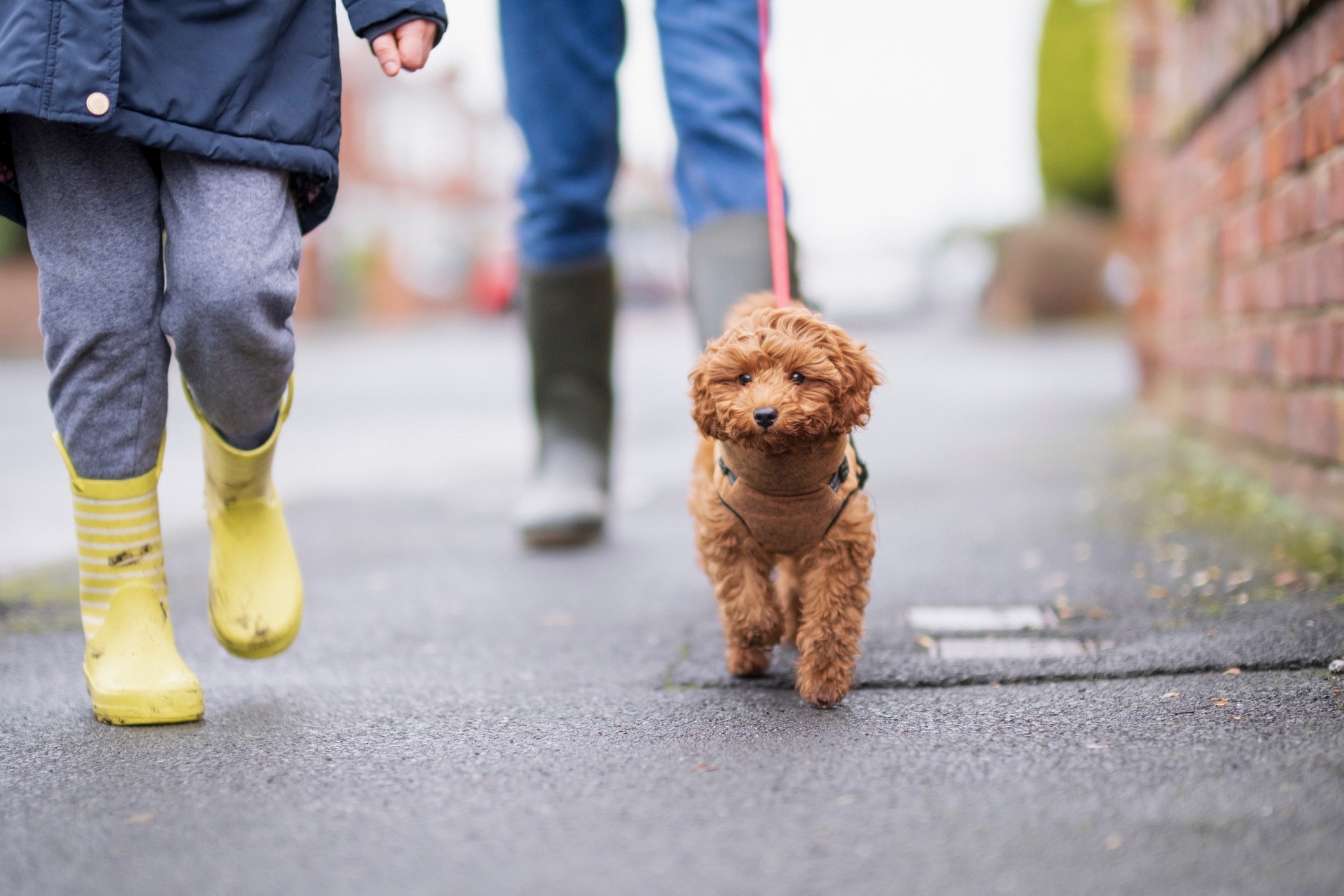 brown cavapoo dog on a walk