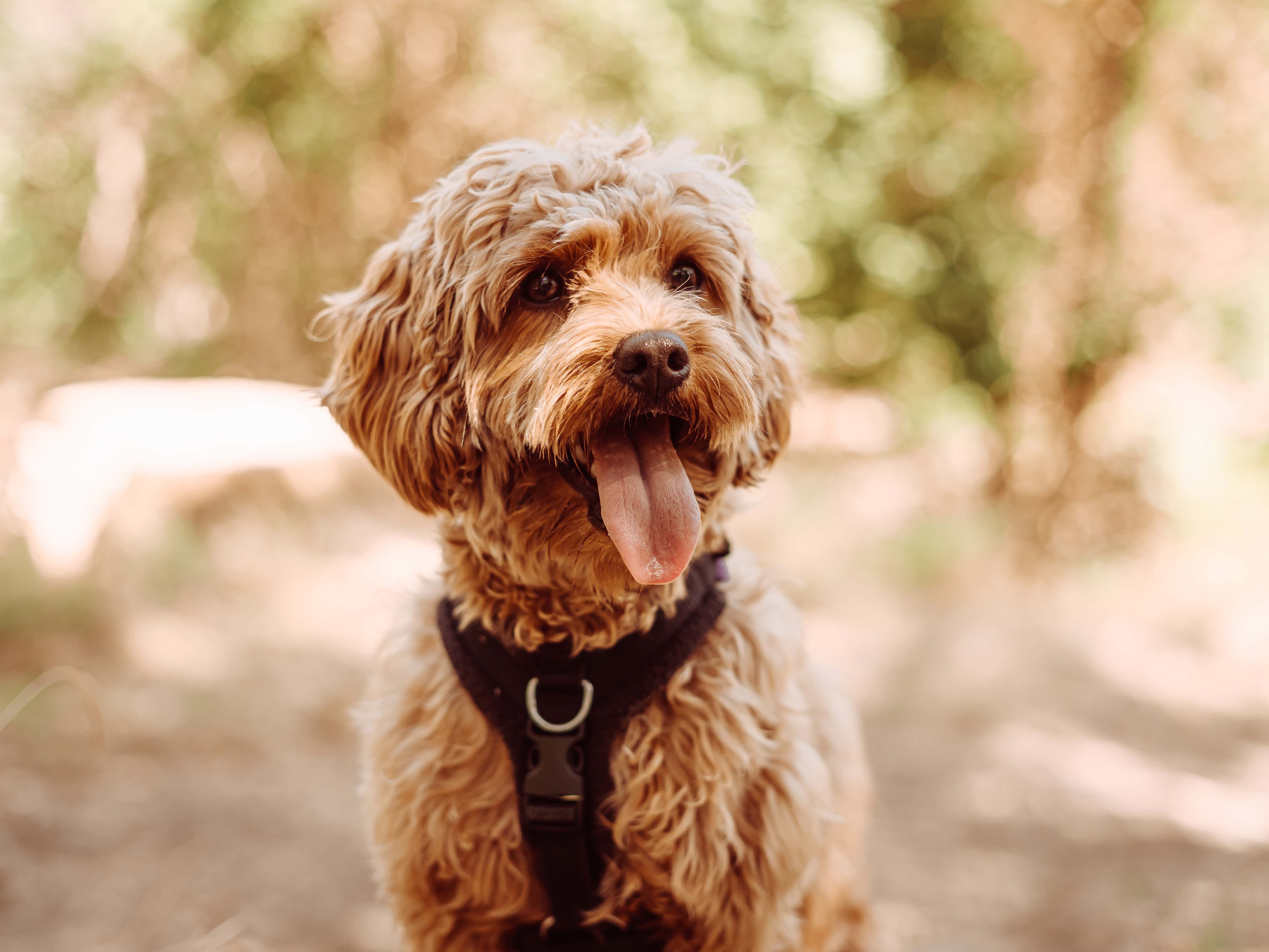brown cavapoo dog wearing a harness with his tongue out