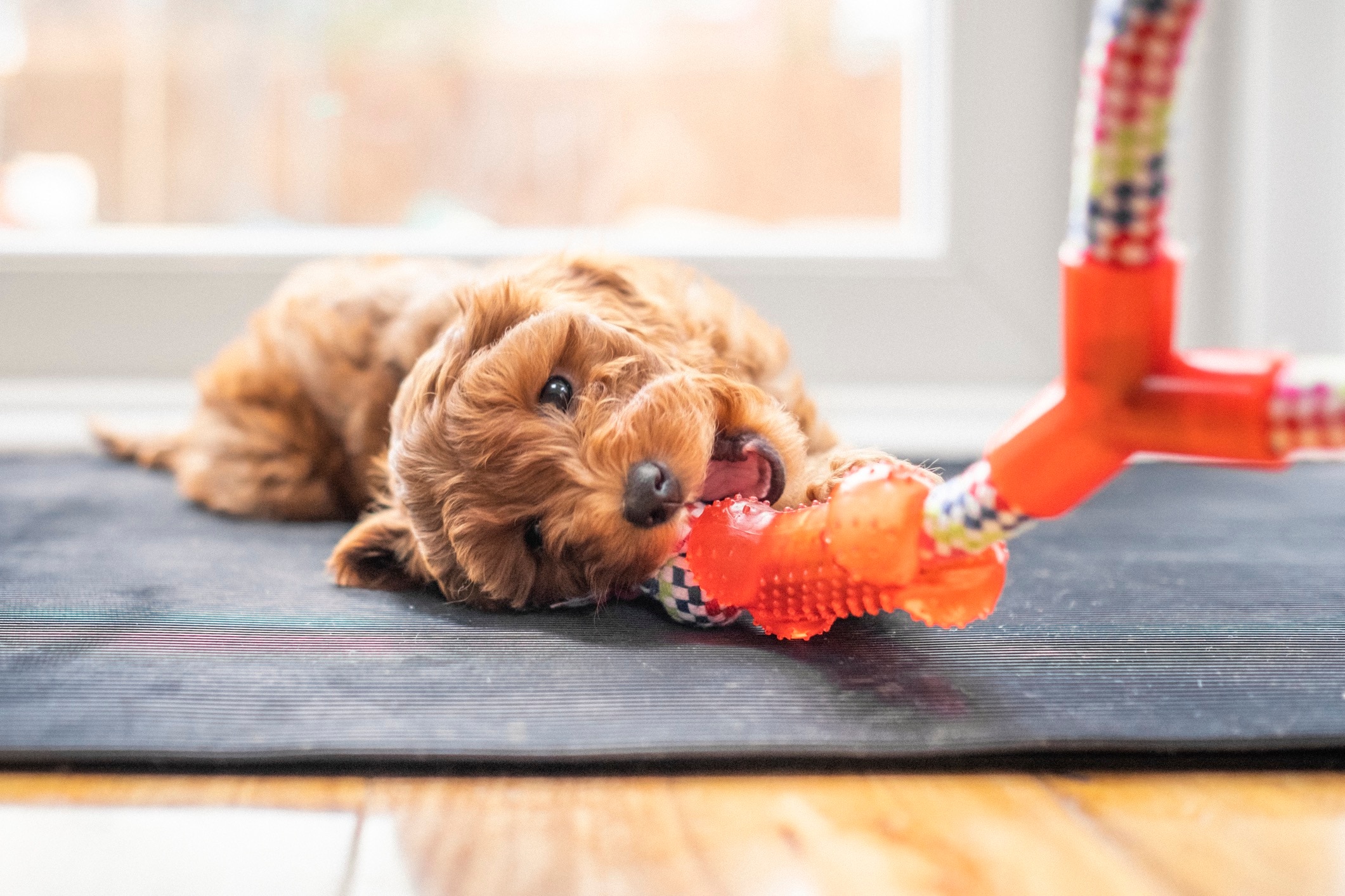 brown cavapoo puppy chewing on an orange toy