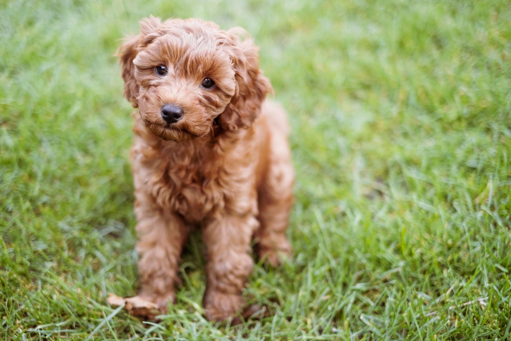 little brown cavapoo puppy standing in grass